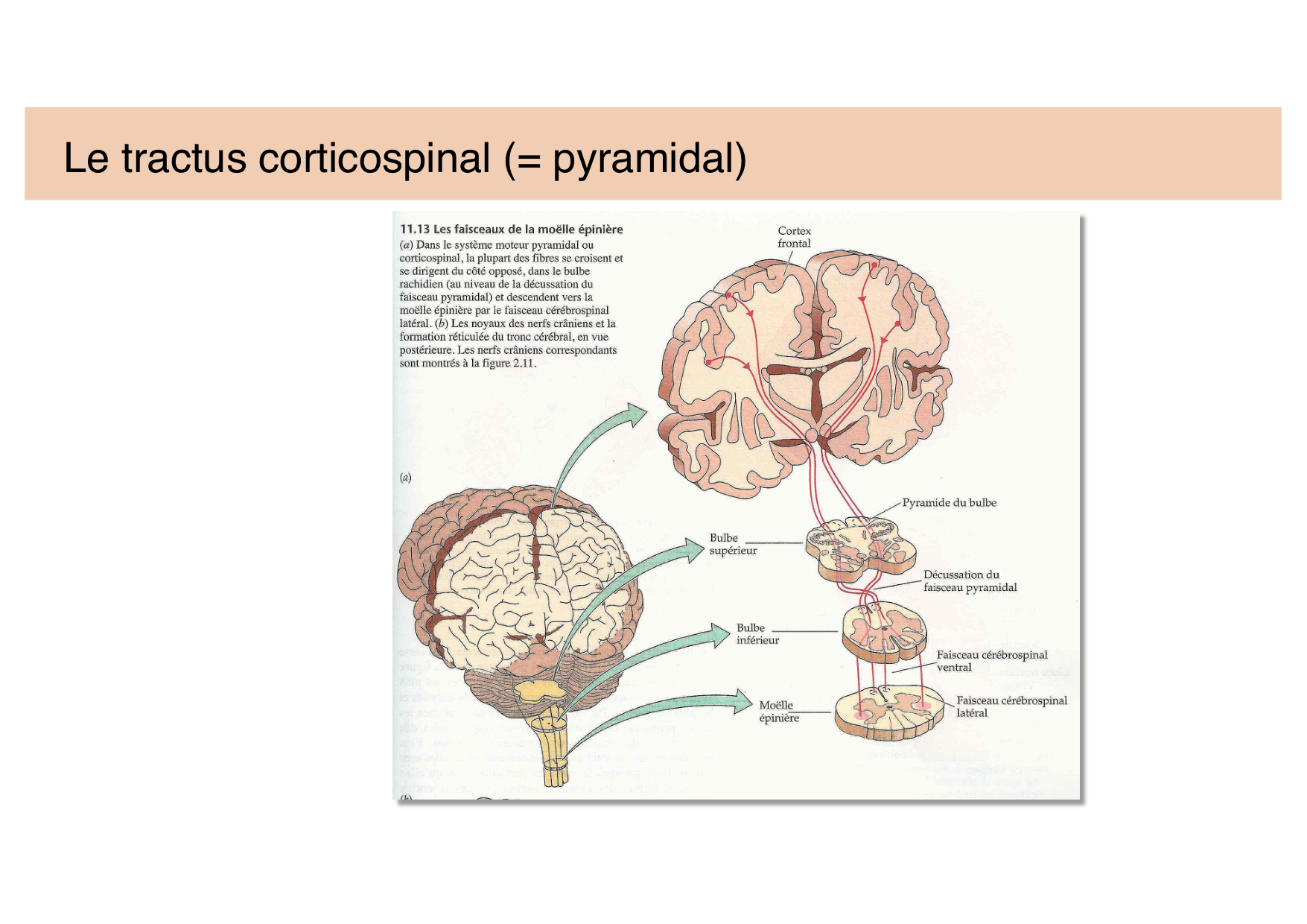 Tissu nerveux IV — moteur et sensitif page 14
