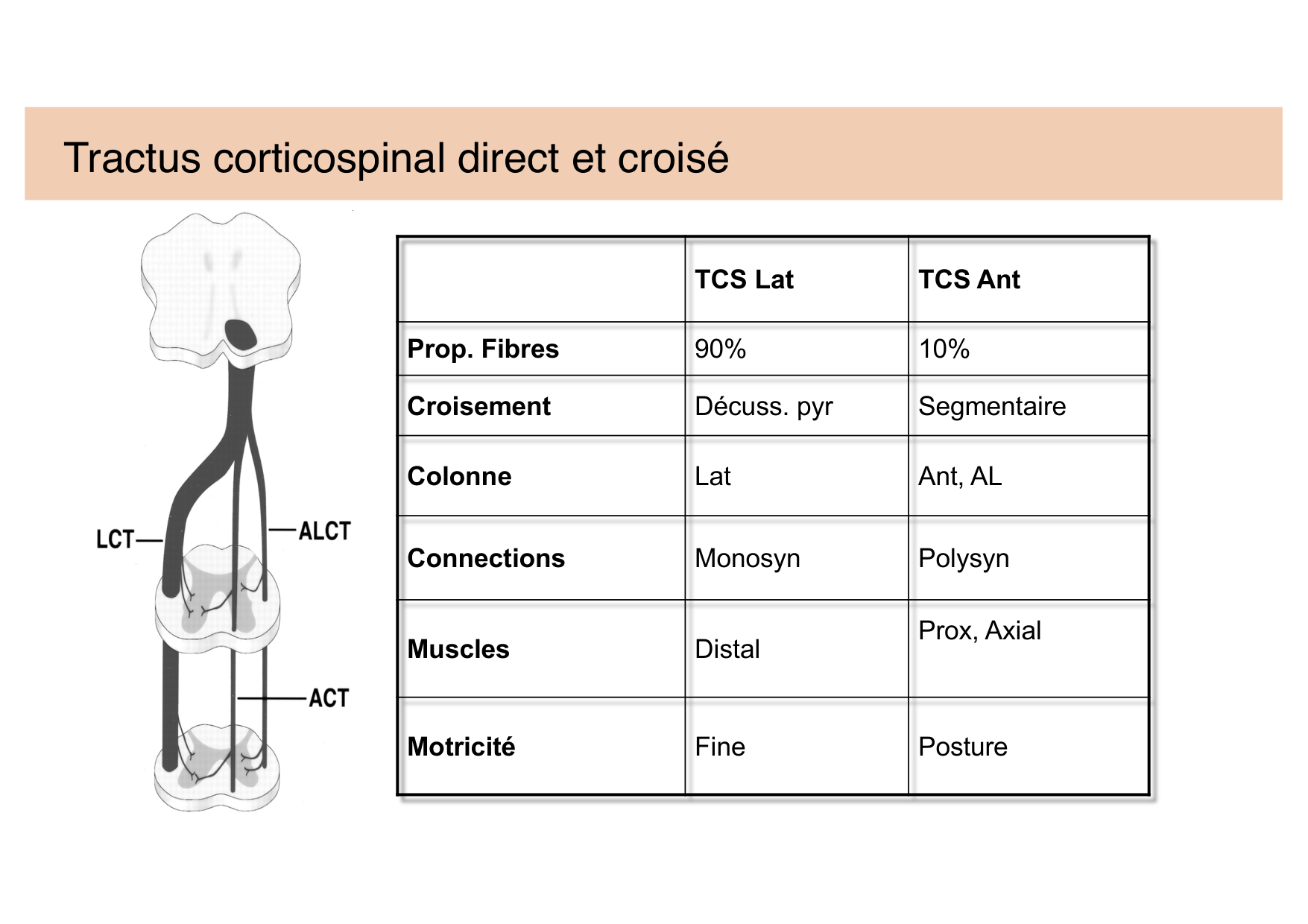 Tissu nerveux IV — moteur et sensitif page 15