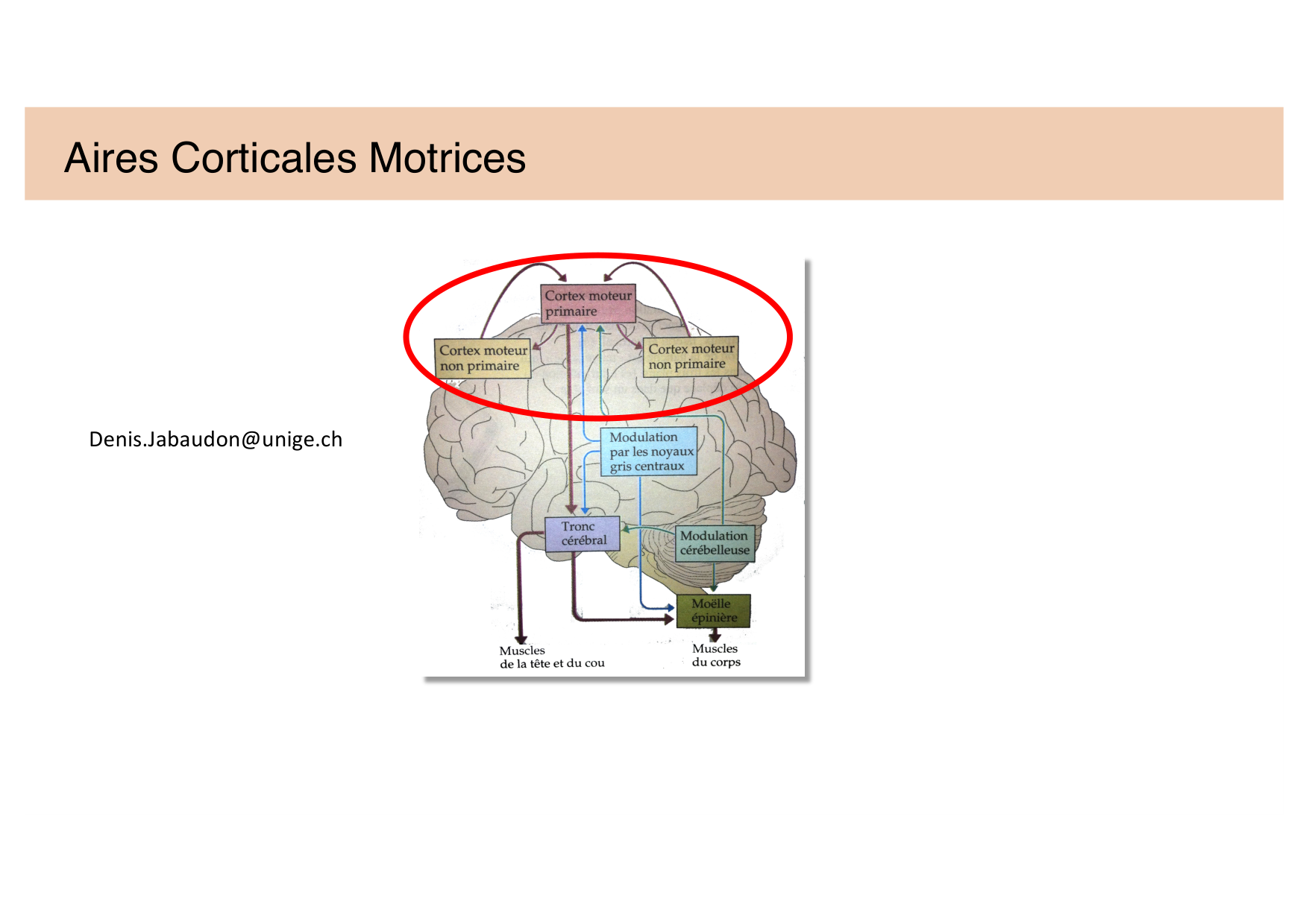Tissu nerveux IV — moteur et sensitif page 17