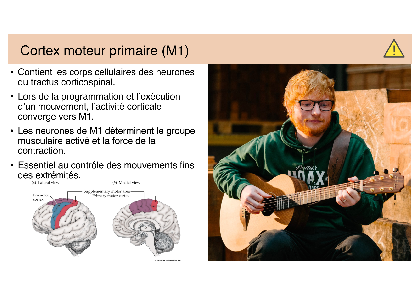 Tissu nerveux IV — moteur et sensitif page 18