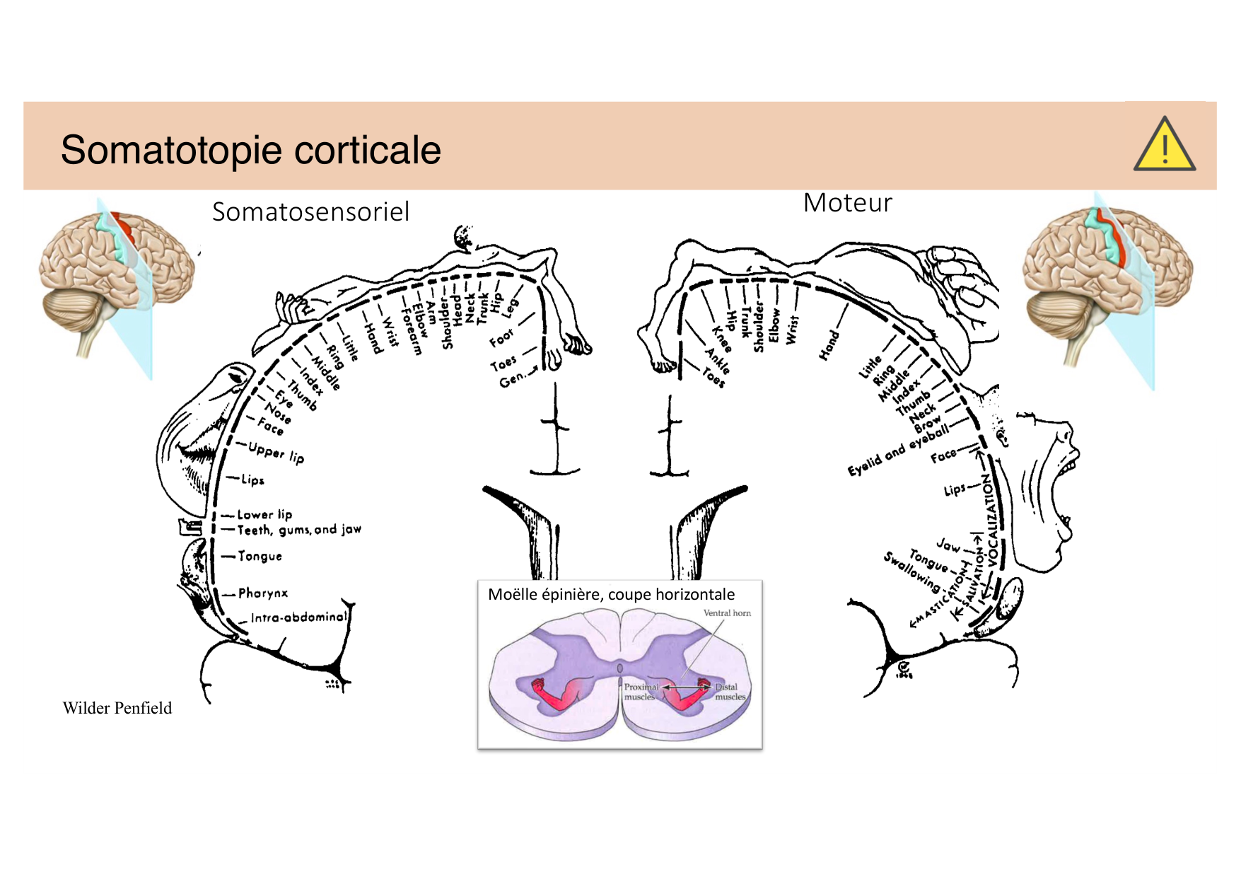 Tissu nerveux IV — moteur et sensitif page 19