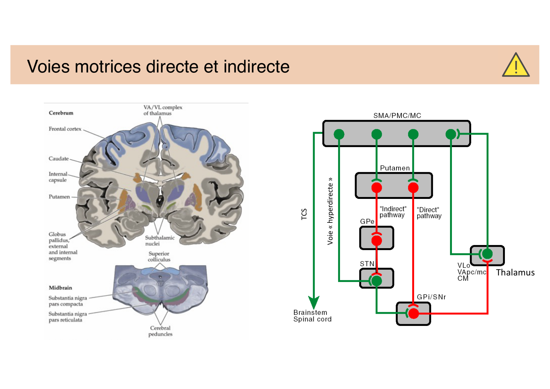 Tissu nerveux IV — moteur et sensitif page 30