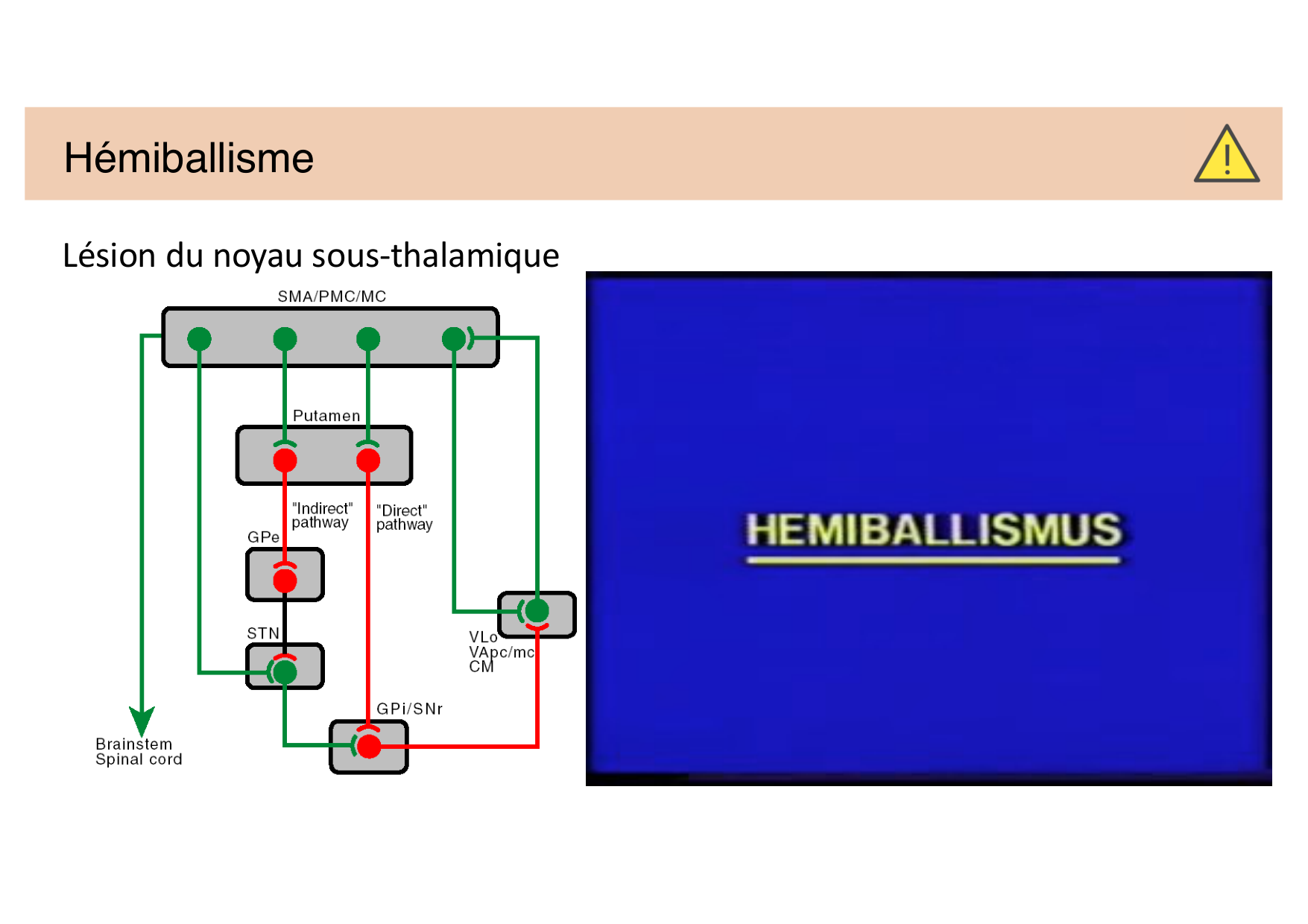 Tissu nerveux IV — moteur et sensitif page 39