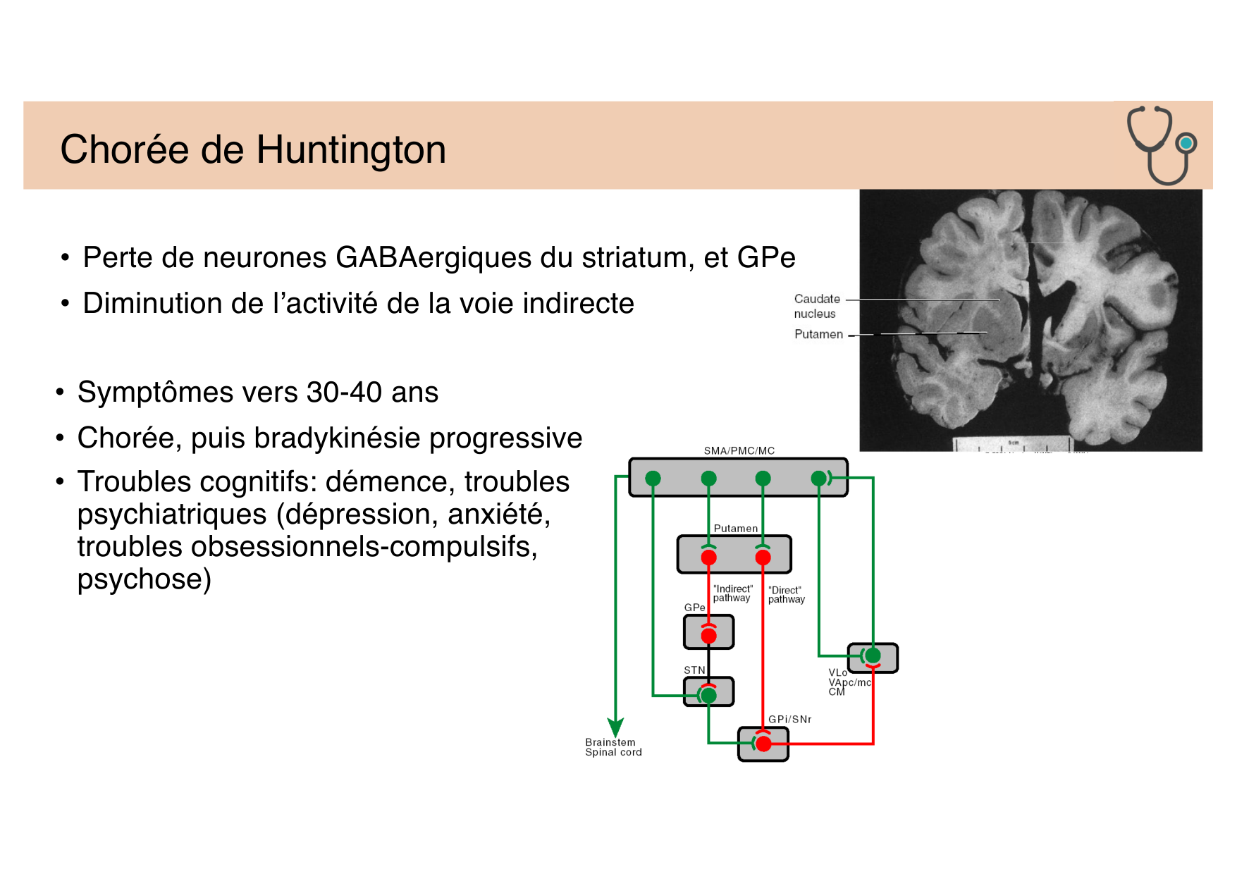 Tissu nerveux IV — moteur et sensitif page 40