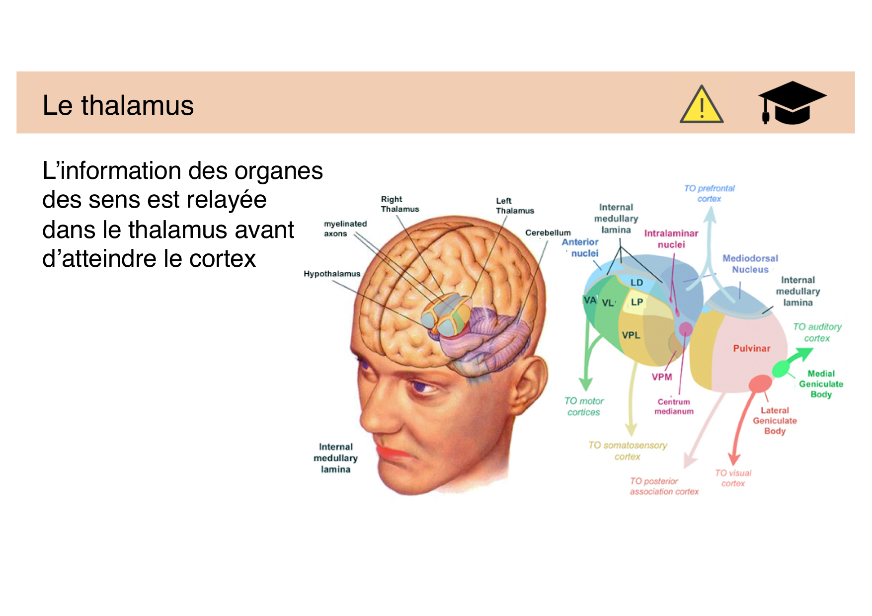 Tissu nerveux IV — moteur et sensitif page 43