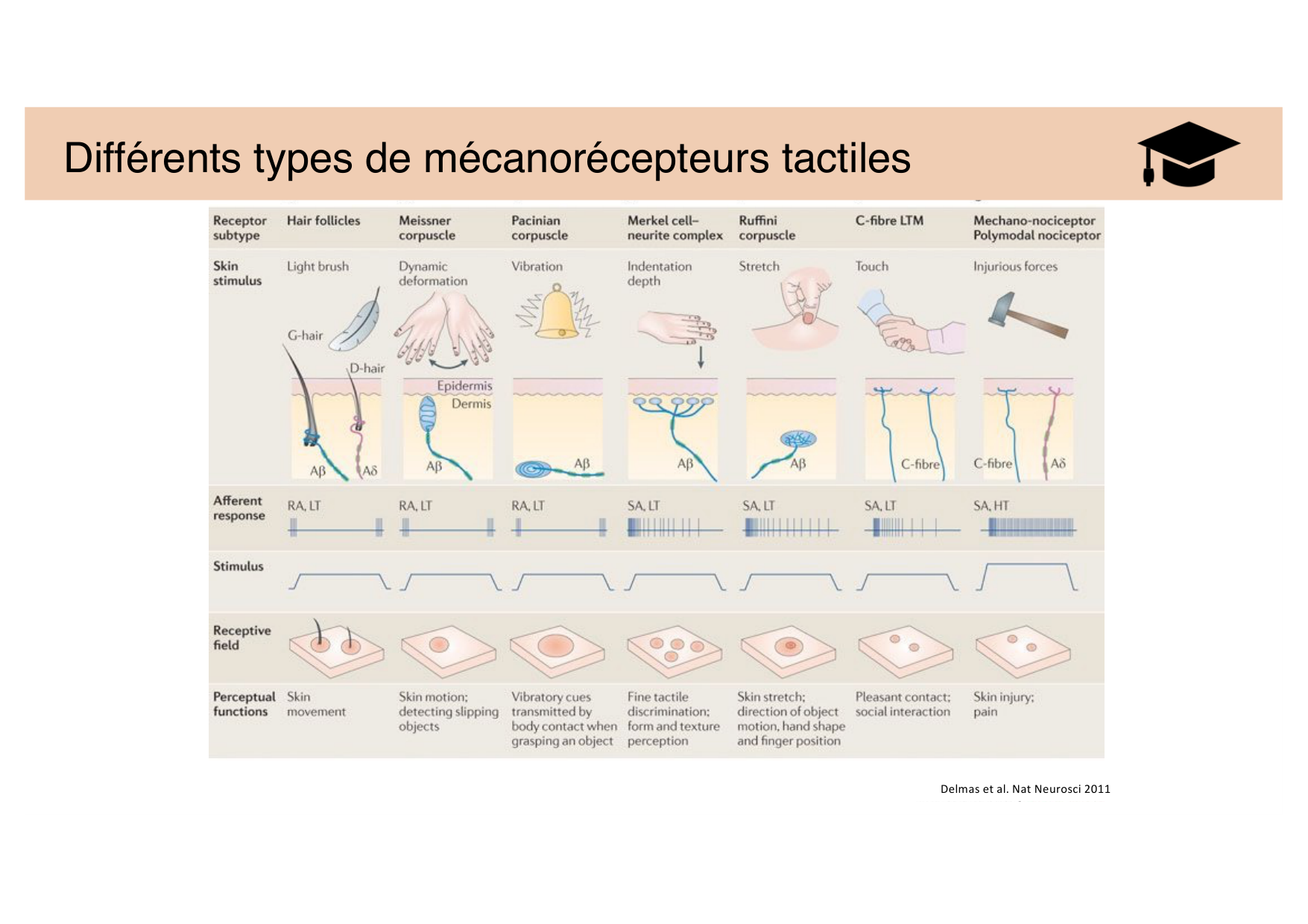 Tissu nerveux IV — moteur et sensitif page 45
