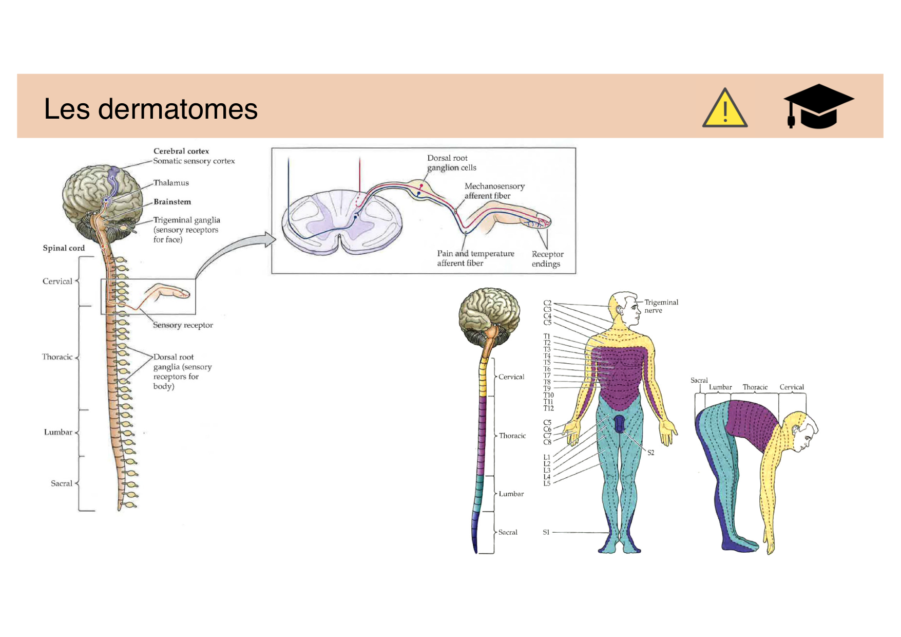 Tissu nerveux IV — moteur et sensitif page 47
