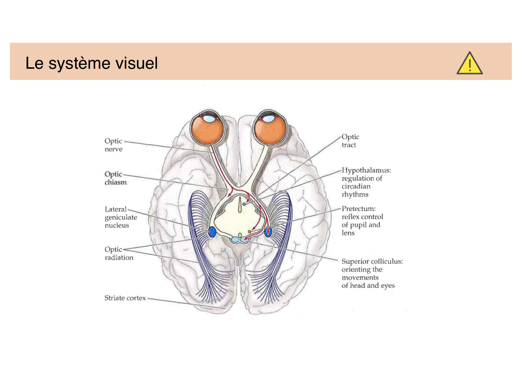 Tissu nerveux IV — moteur et sensitif page 49
