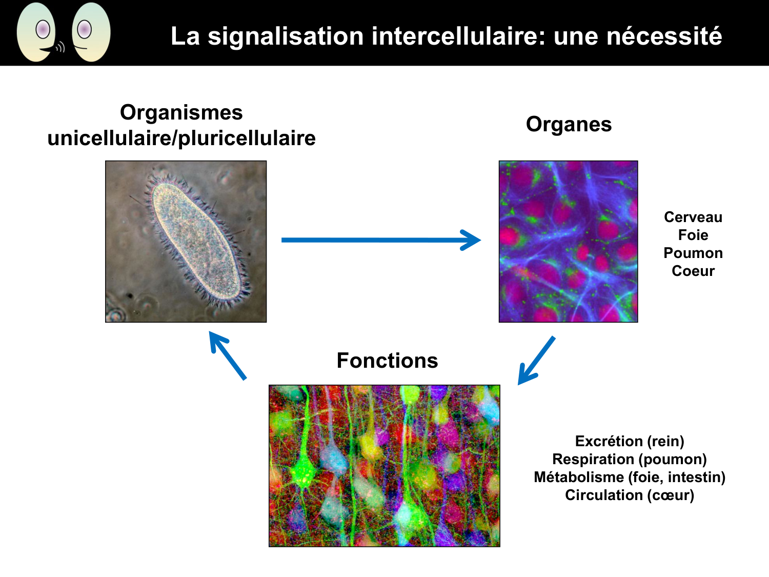 Signalisation cellulaire I page 3