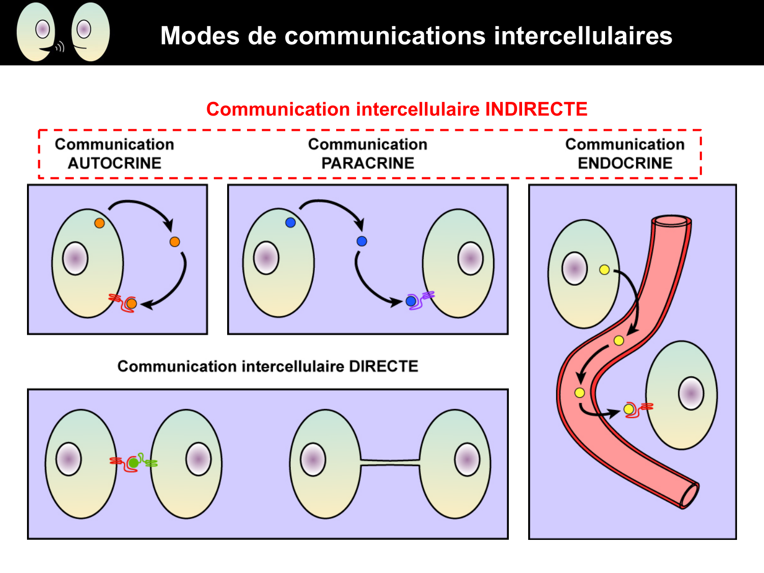 Signalisation cellulaire I page 5