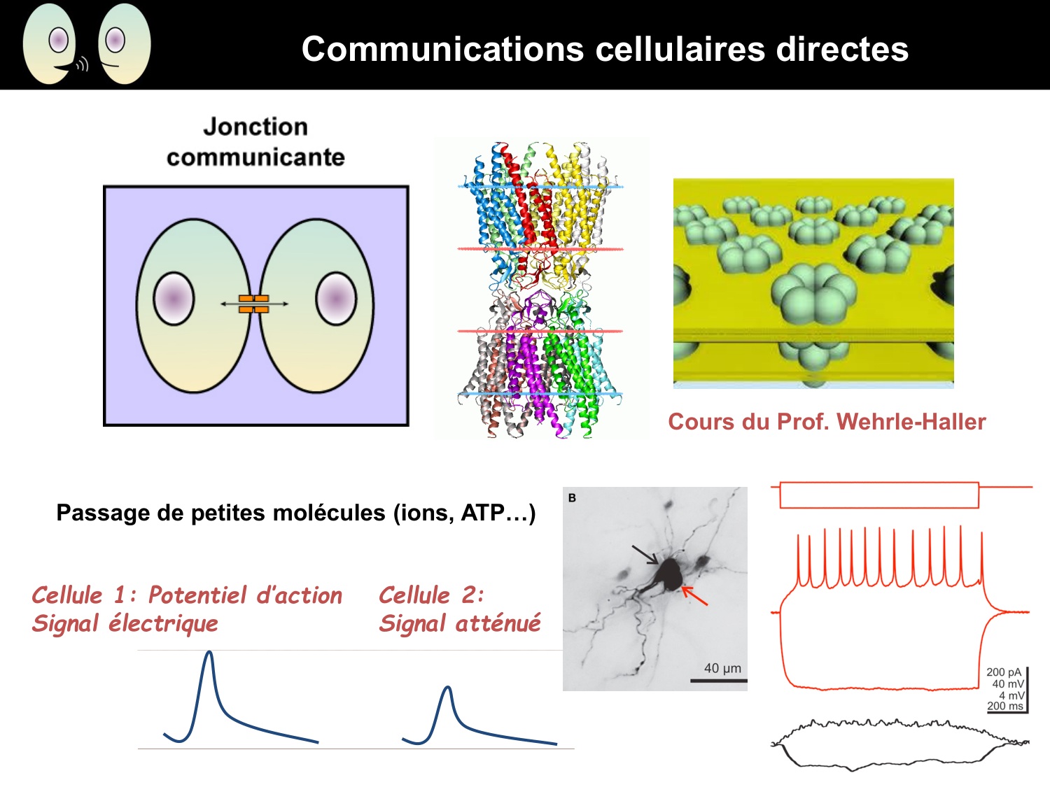 Signalisation cellulaire I page 7