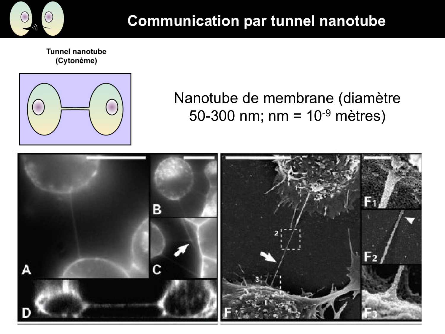 Signalisation cellulaire I page 8
