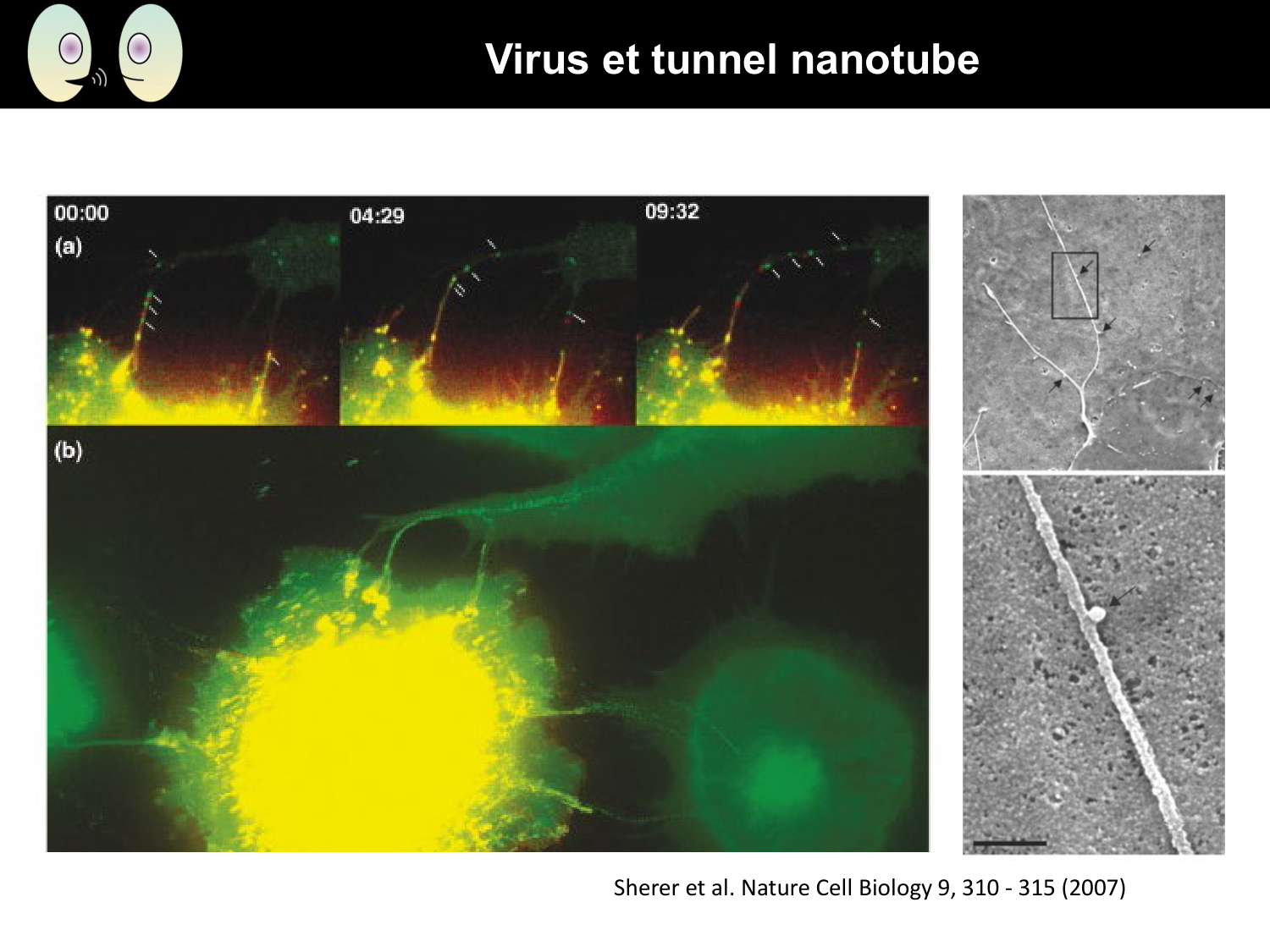 Signalisation cellulaire I page 9