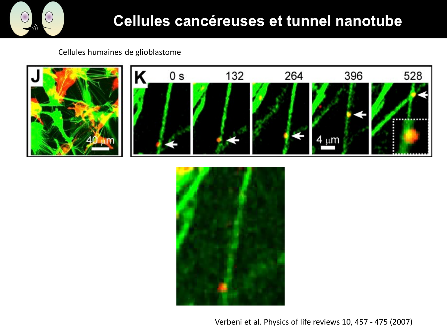 Signalisation cellulaire I page 10