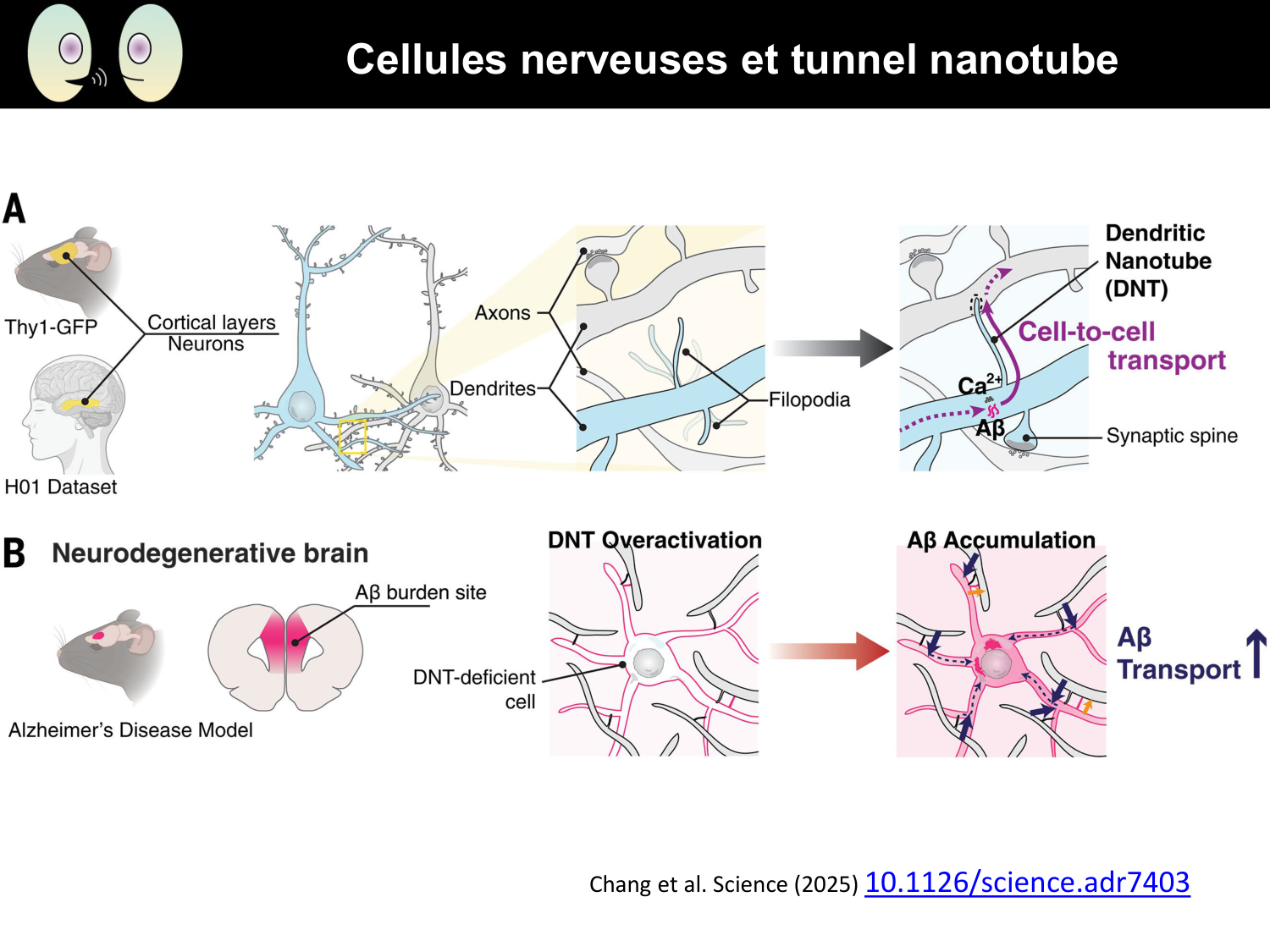 Signalisation cellulaire I page 11