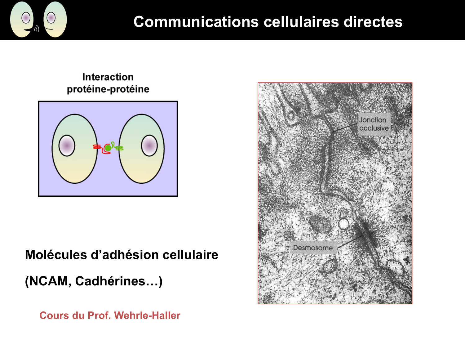 Signalisation cellulaire I page 13