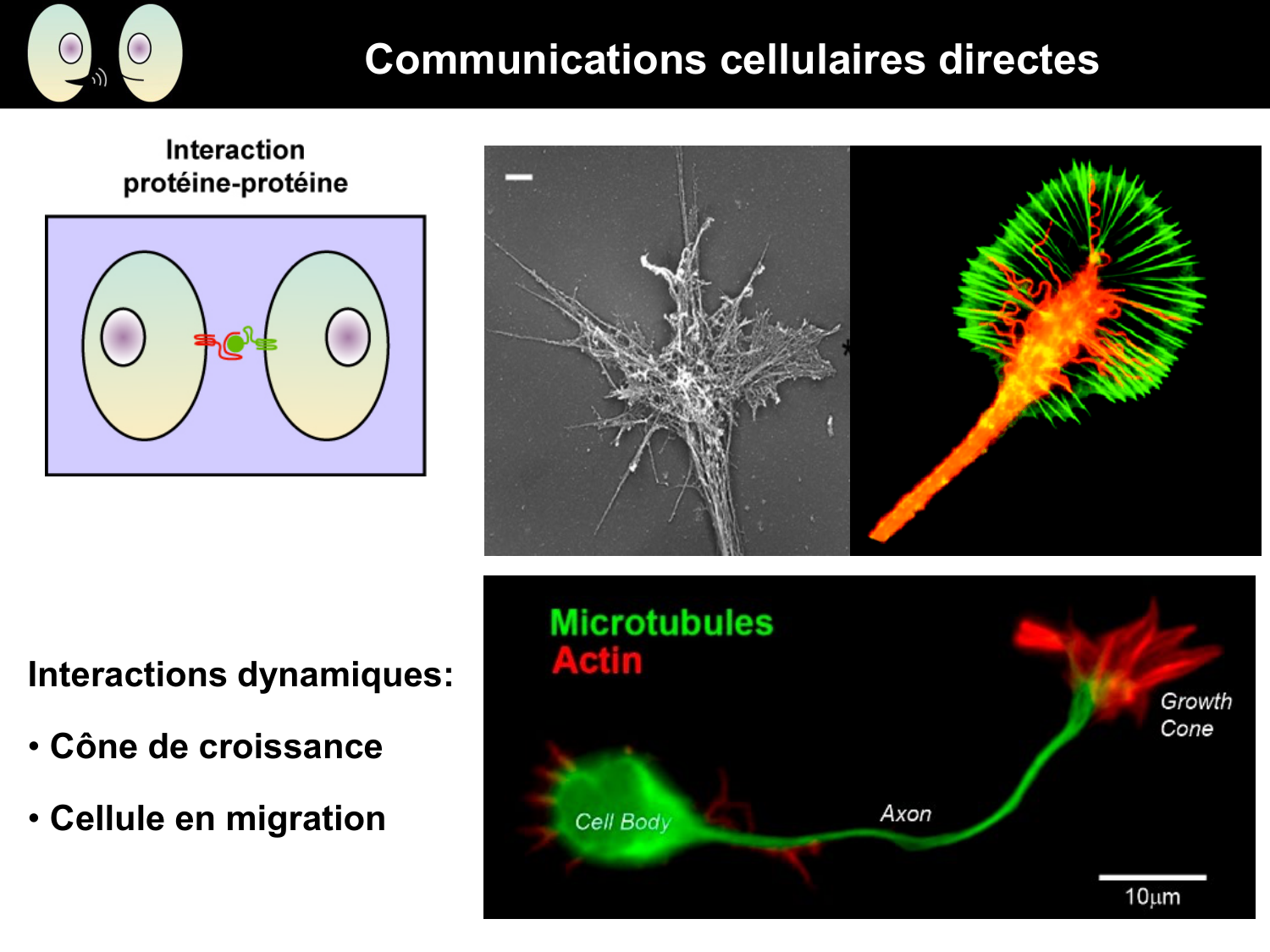 Signalisation cellulaire I page 14