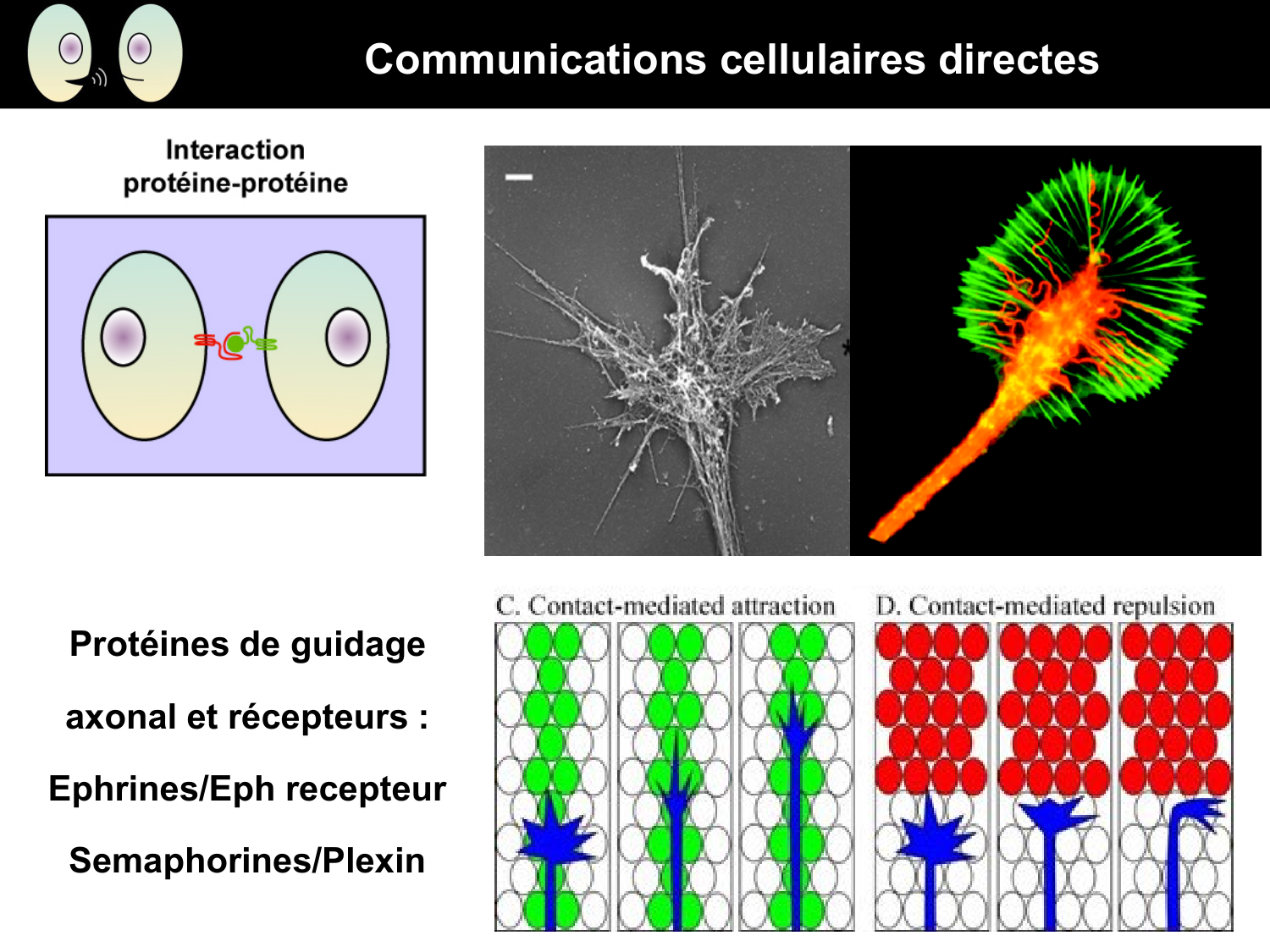 Signalisation cellulaire I page 15