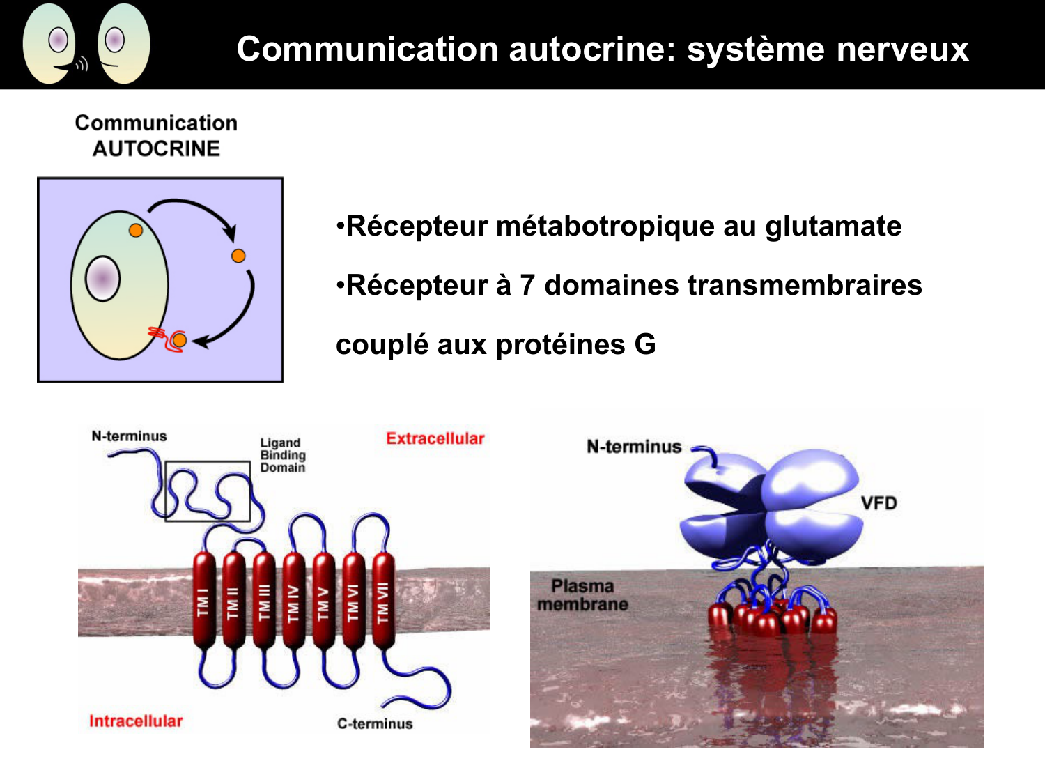 Signalisation cellulaire I page 17