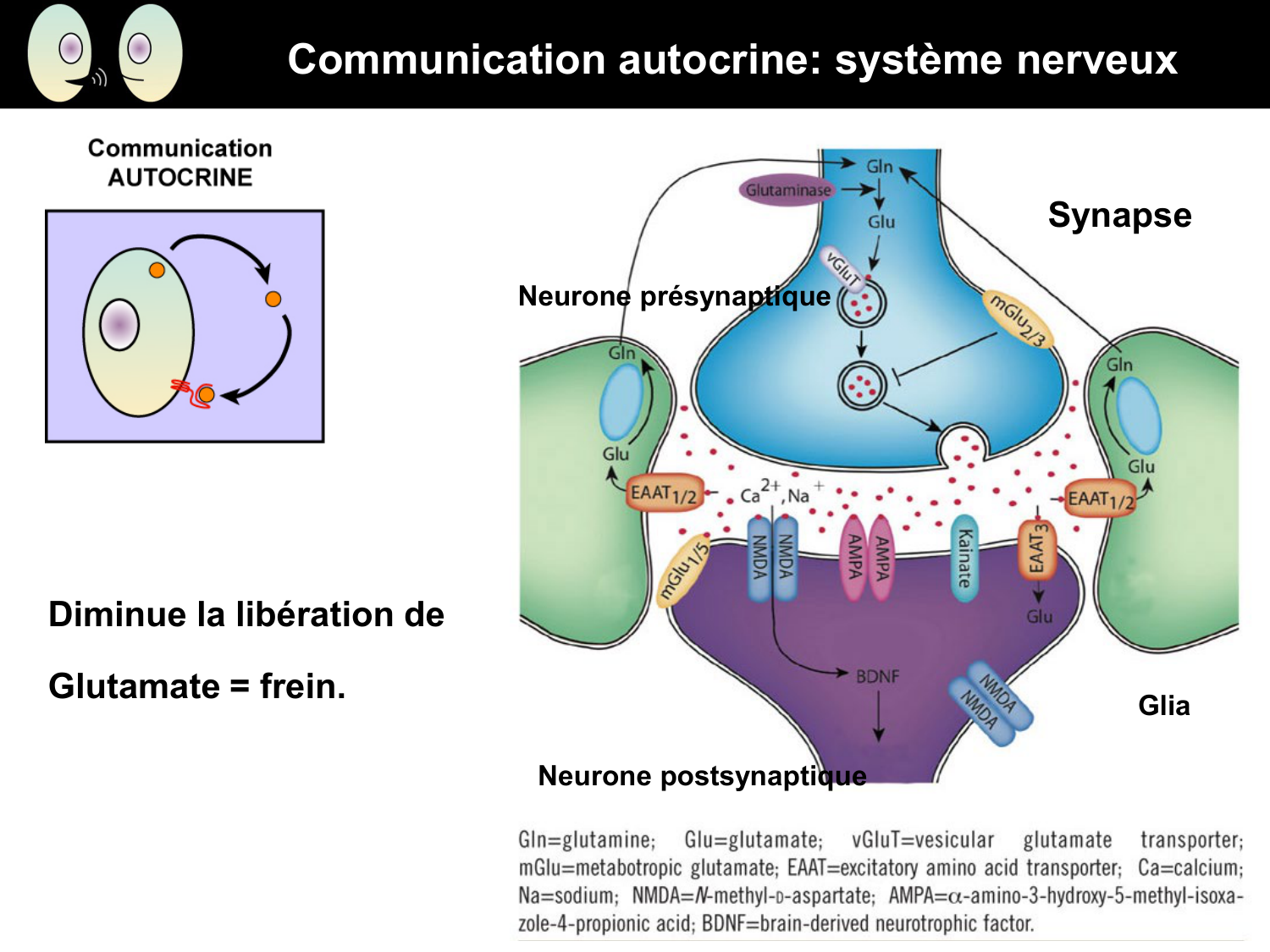 Signalisation cellulaire I page 18