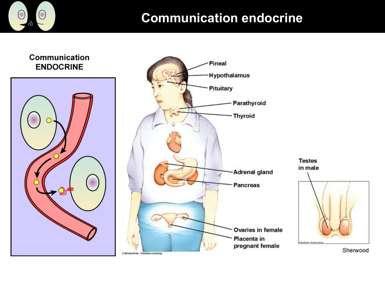 Signalisation cellulaire I page 19