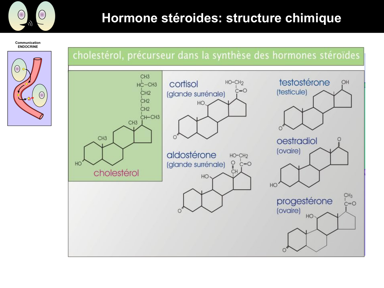 Signalisation cellulaire I page 21