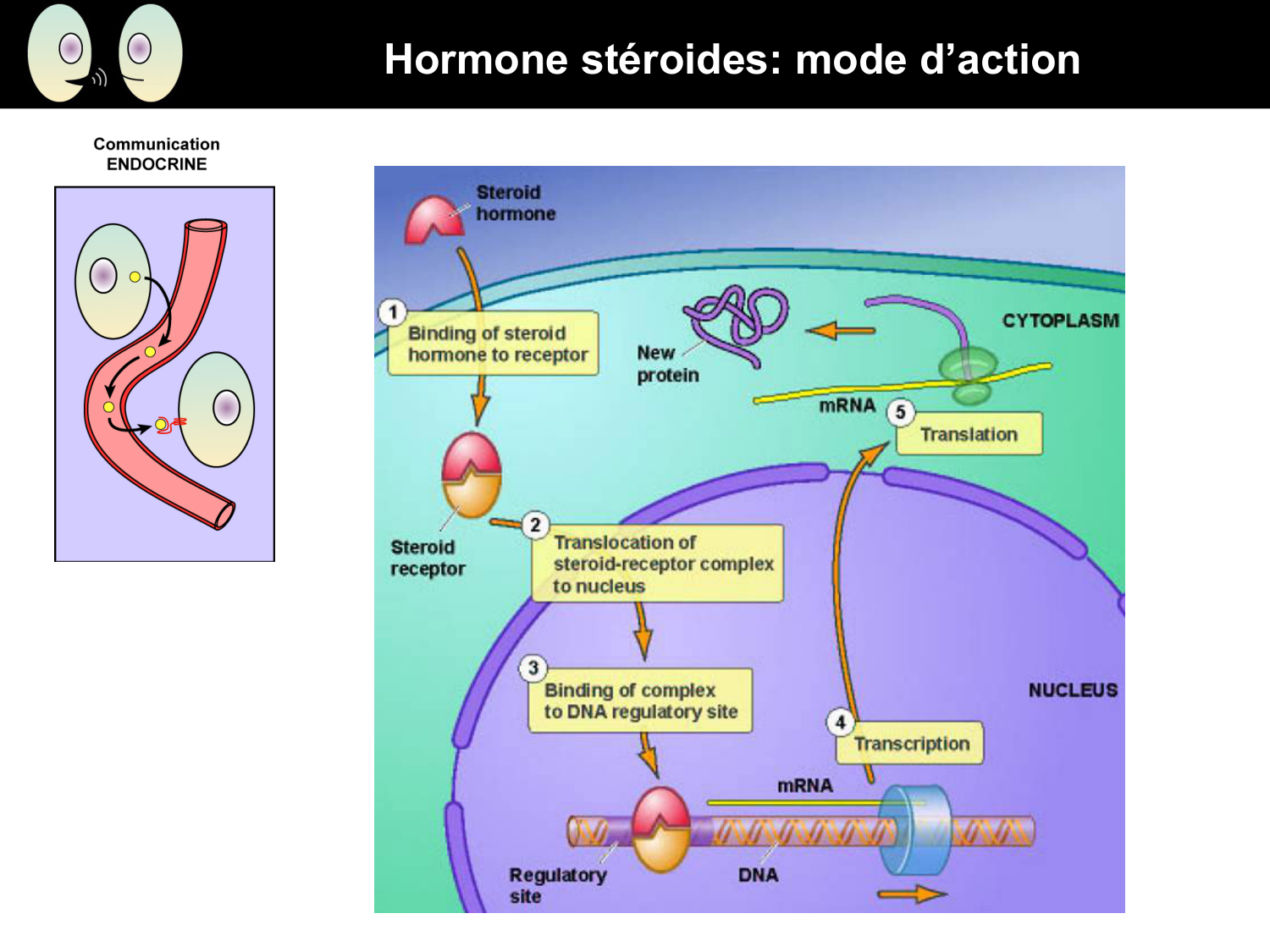 Signalisation cellulaire I page 22