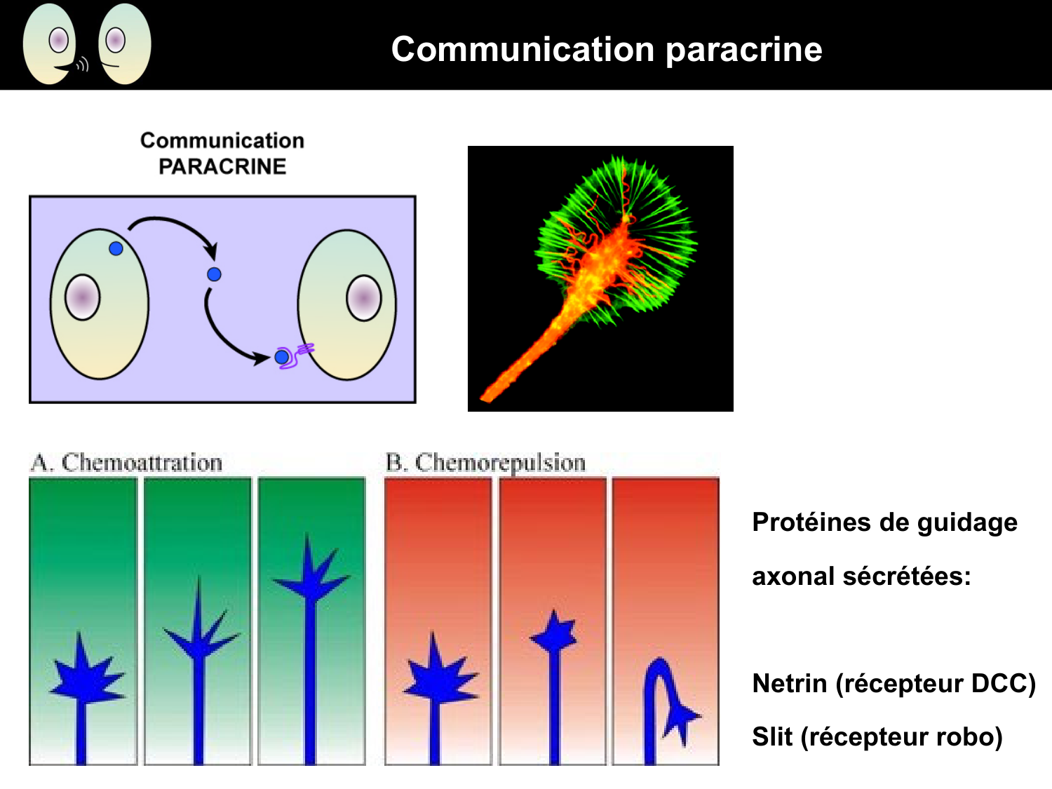 Signalisation cellulaire I page 23
