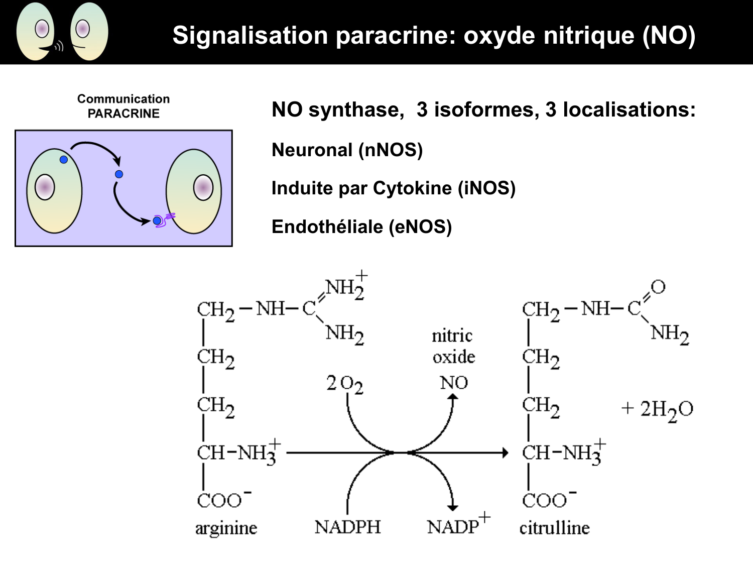 Signalisation cellulaire I page 24