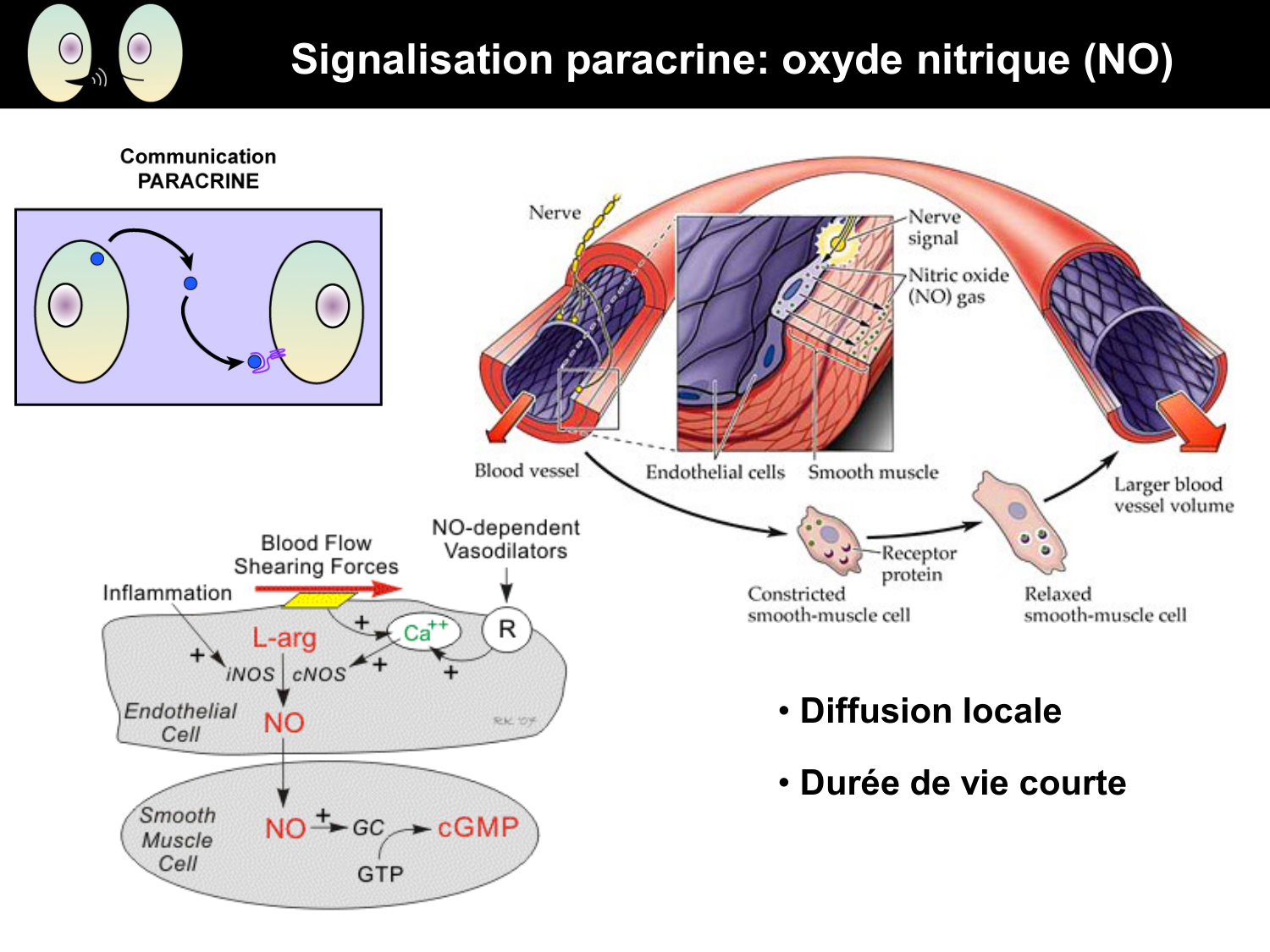 Signalisation cellulaire I page 25
