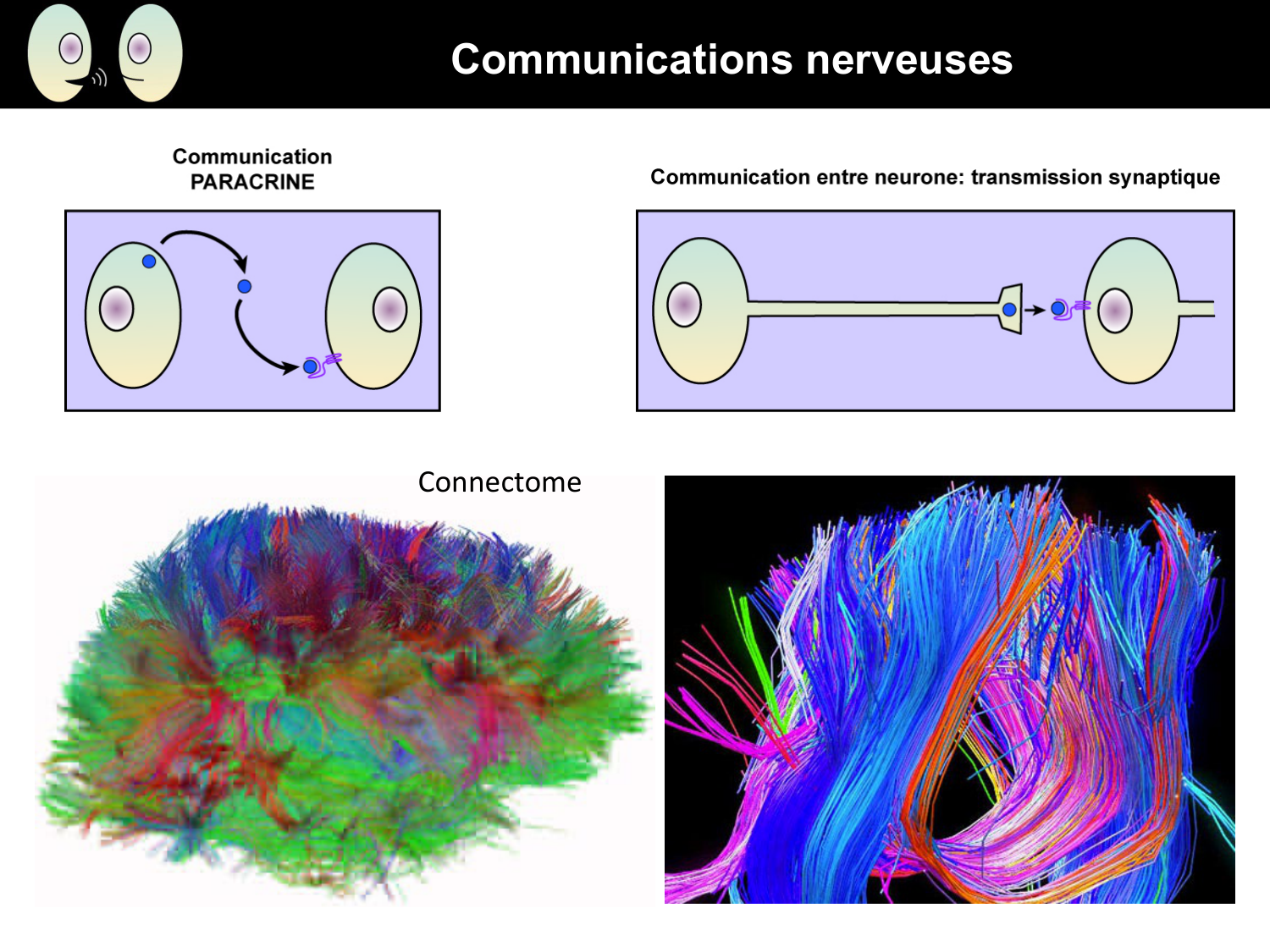 Signalisation cellulaire I page 26