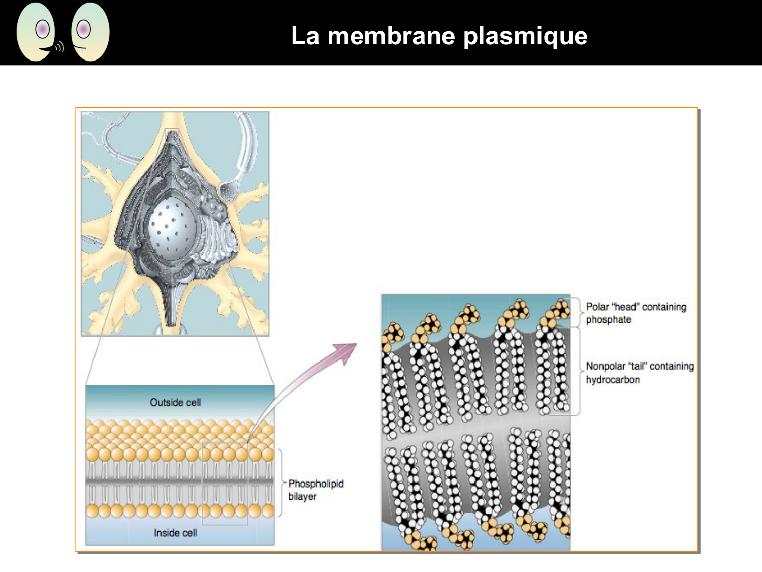Signalisation cellulaire I page 27
