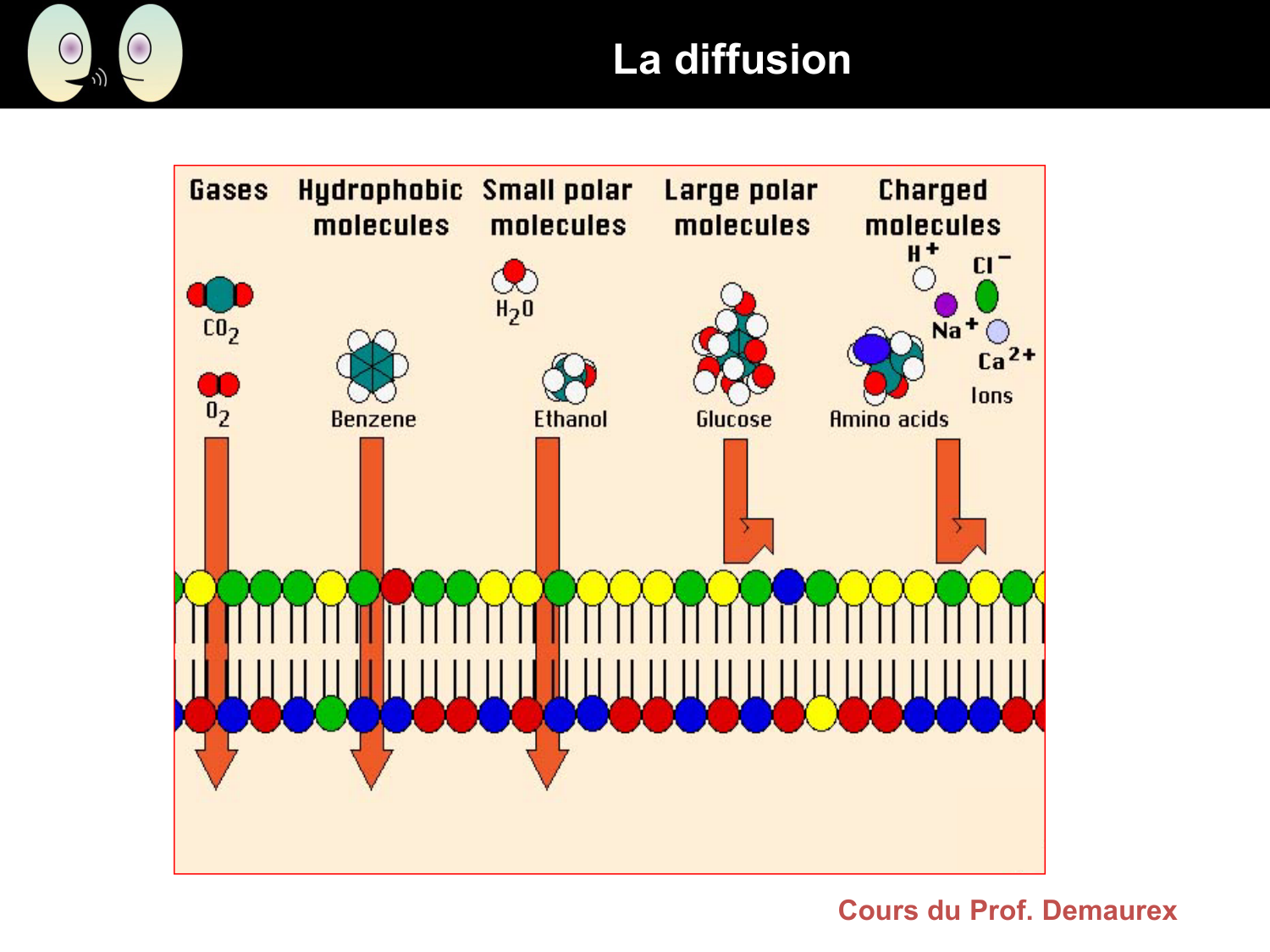 Signalisation cellulaire I page 28