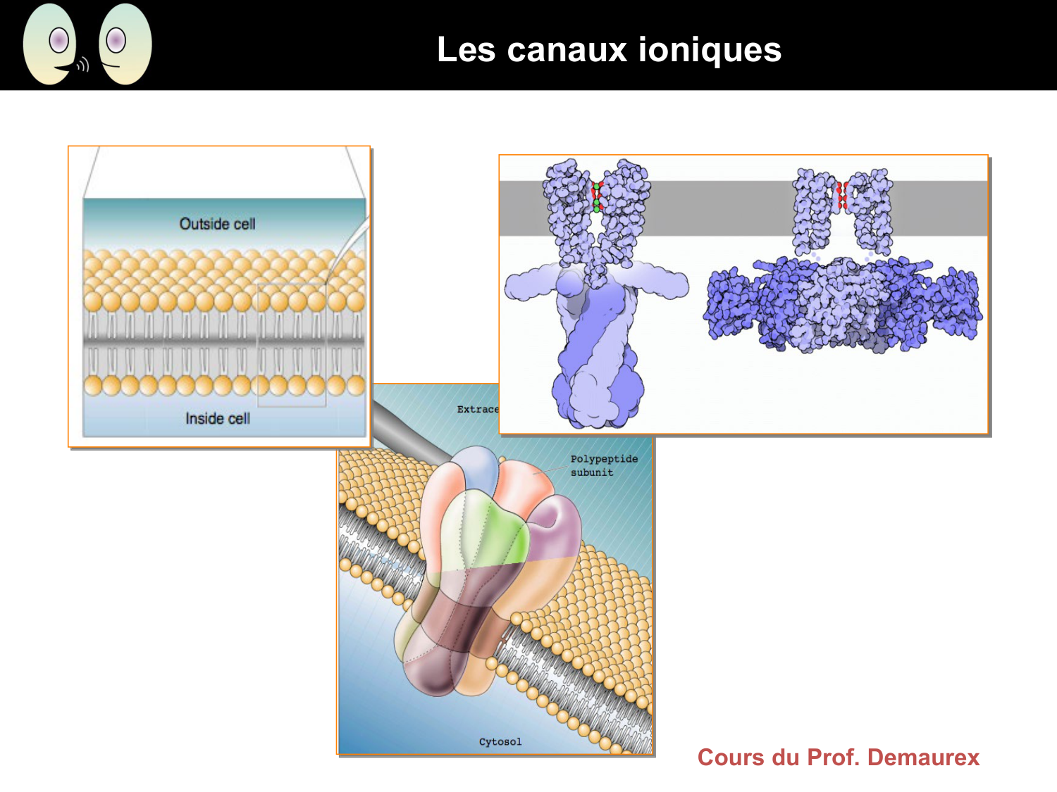 Signalisation cellulaire I page 29