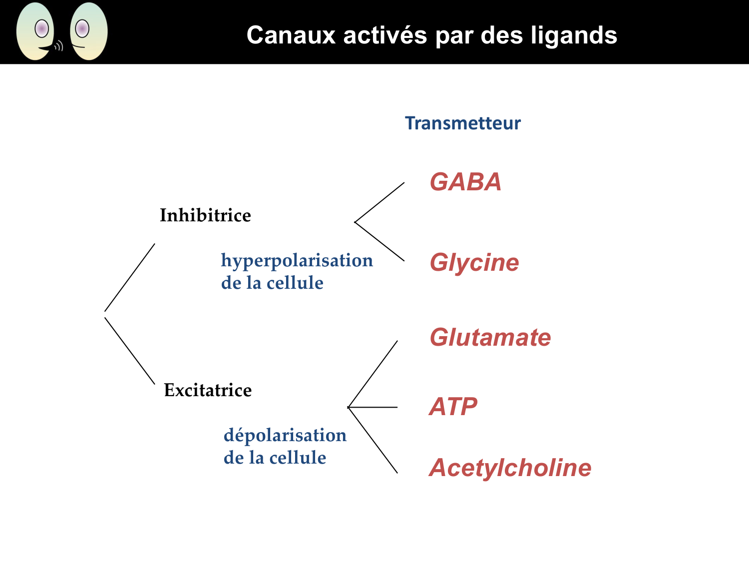 Signalisation cellulaire I page 32