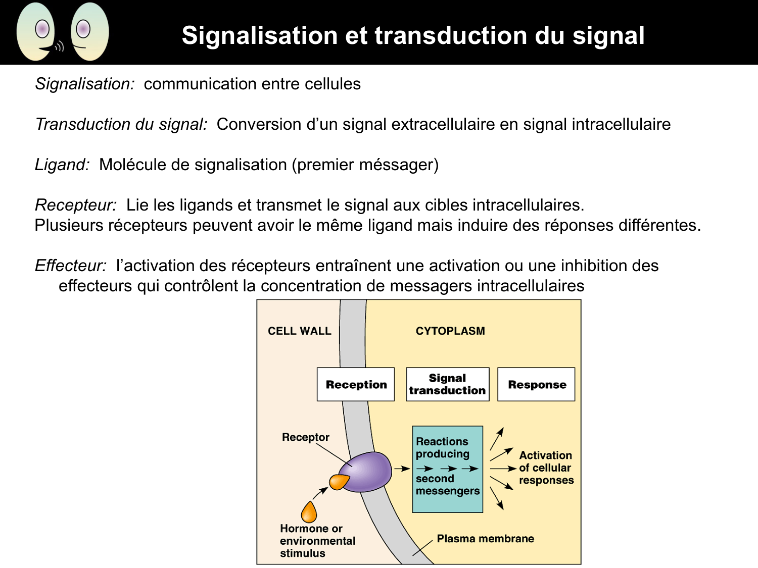 Signalisation cellulaire I page 33