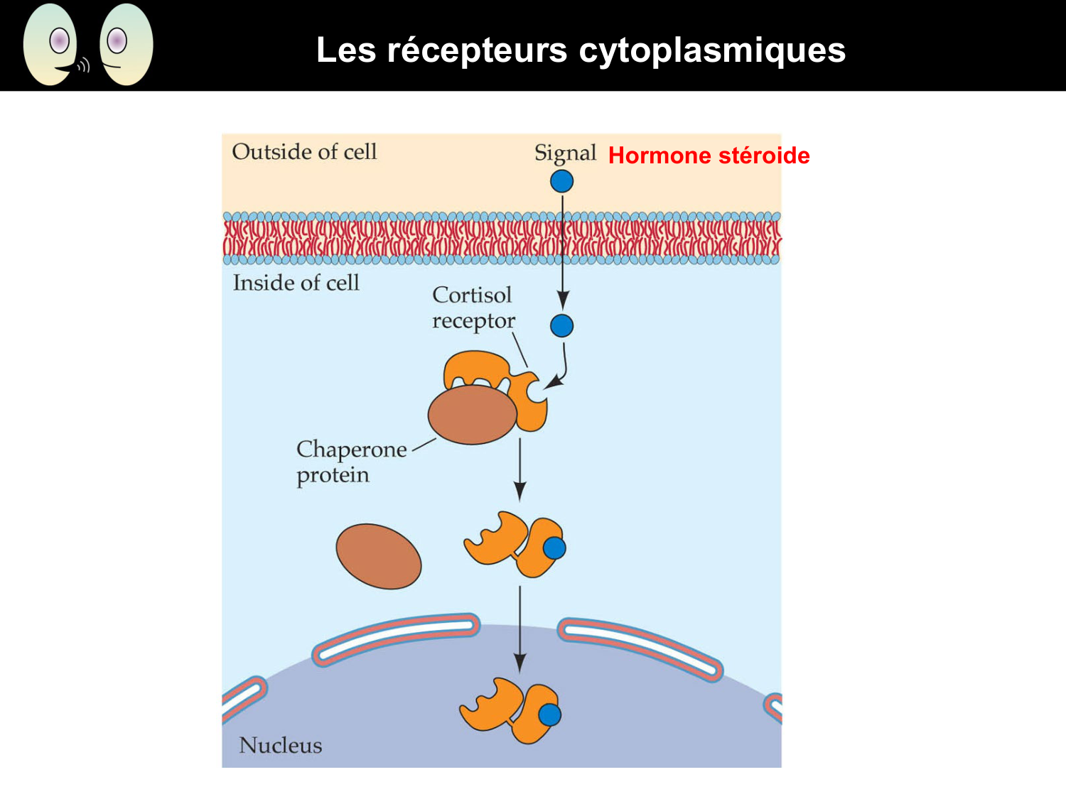 Signalisation cellulaire I page 34