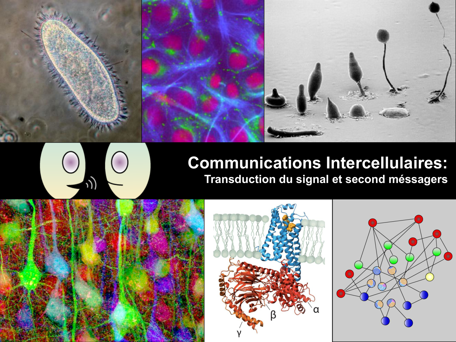 Signalisation cellulaire II page 1