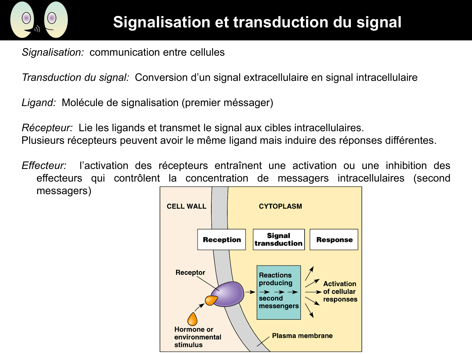 Signalisation cellulaire II page 2