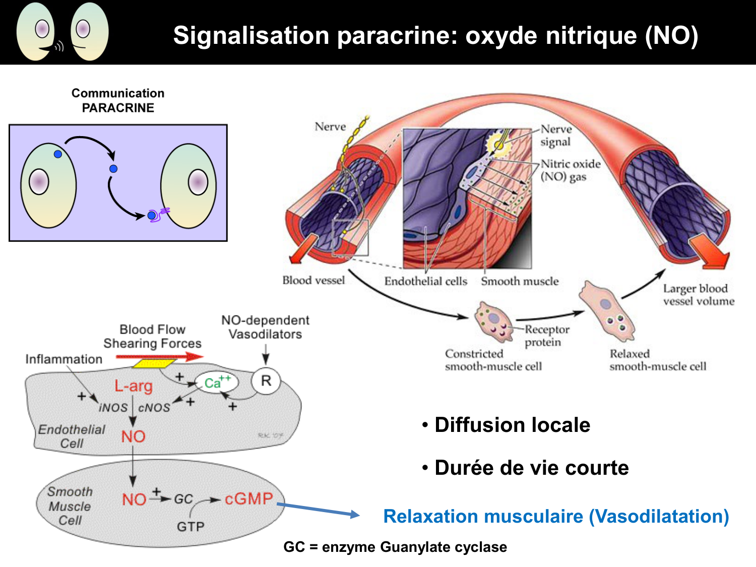 Signalisation cellulaire II page 4