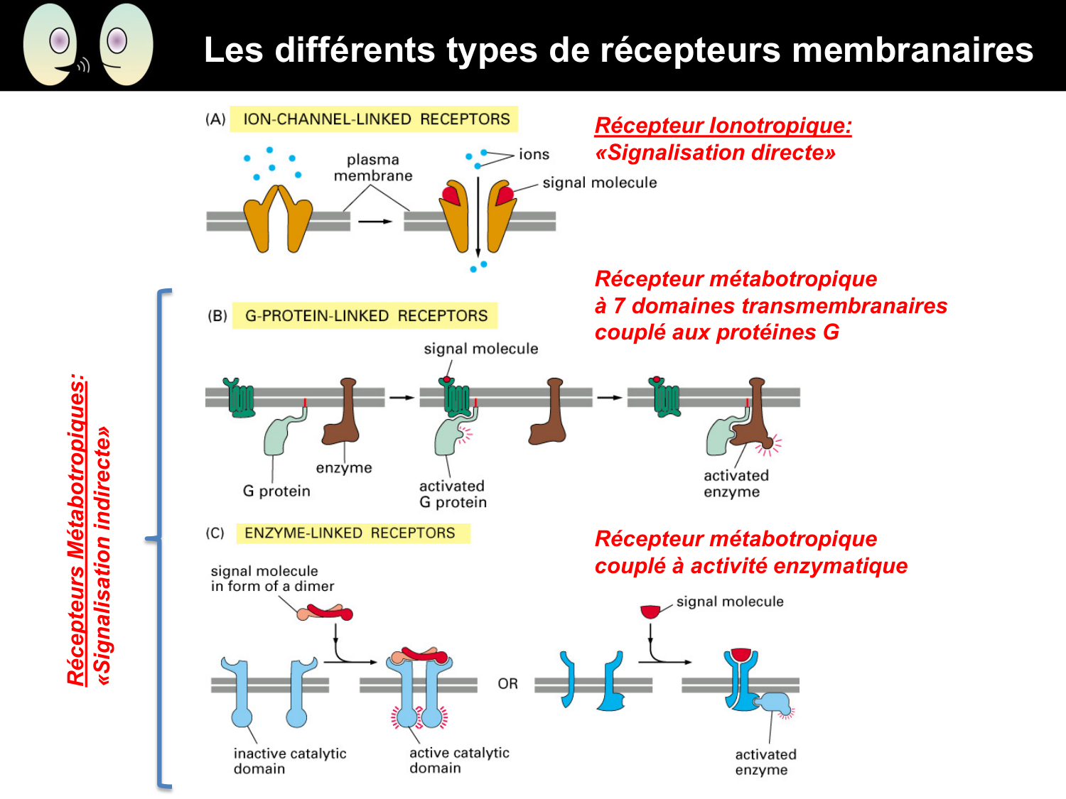Signalisation cellulaire II page 5