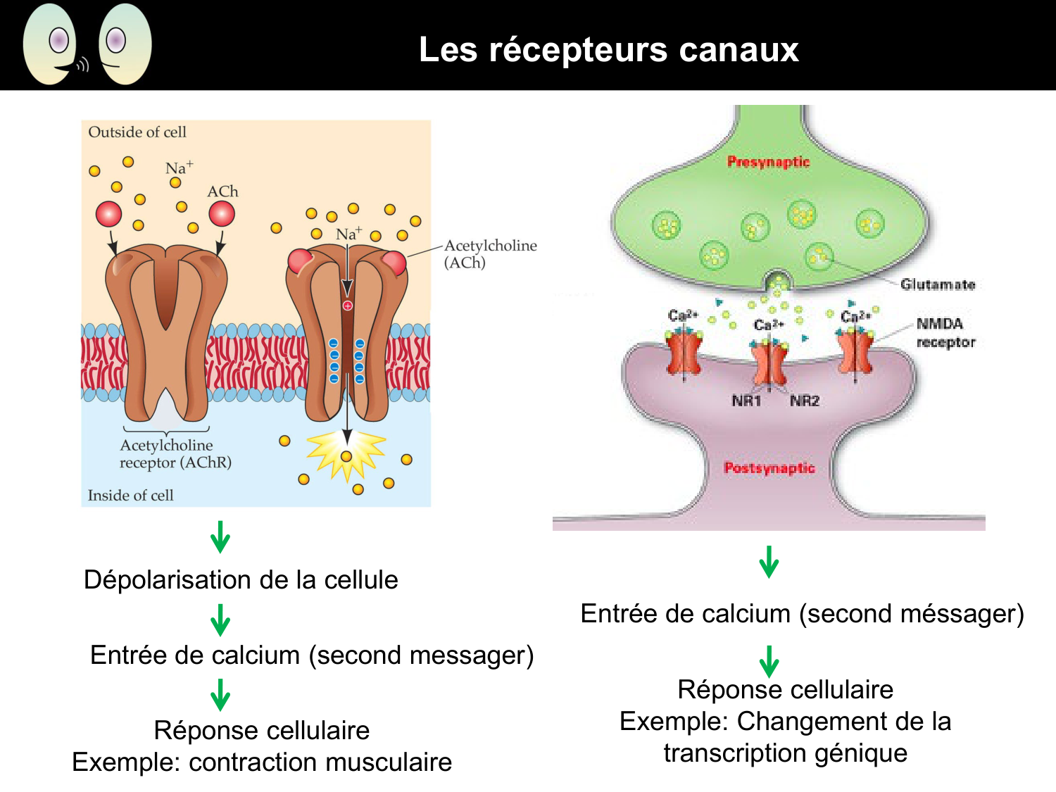 Signalisation cellulaire II page 7