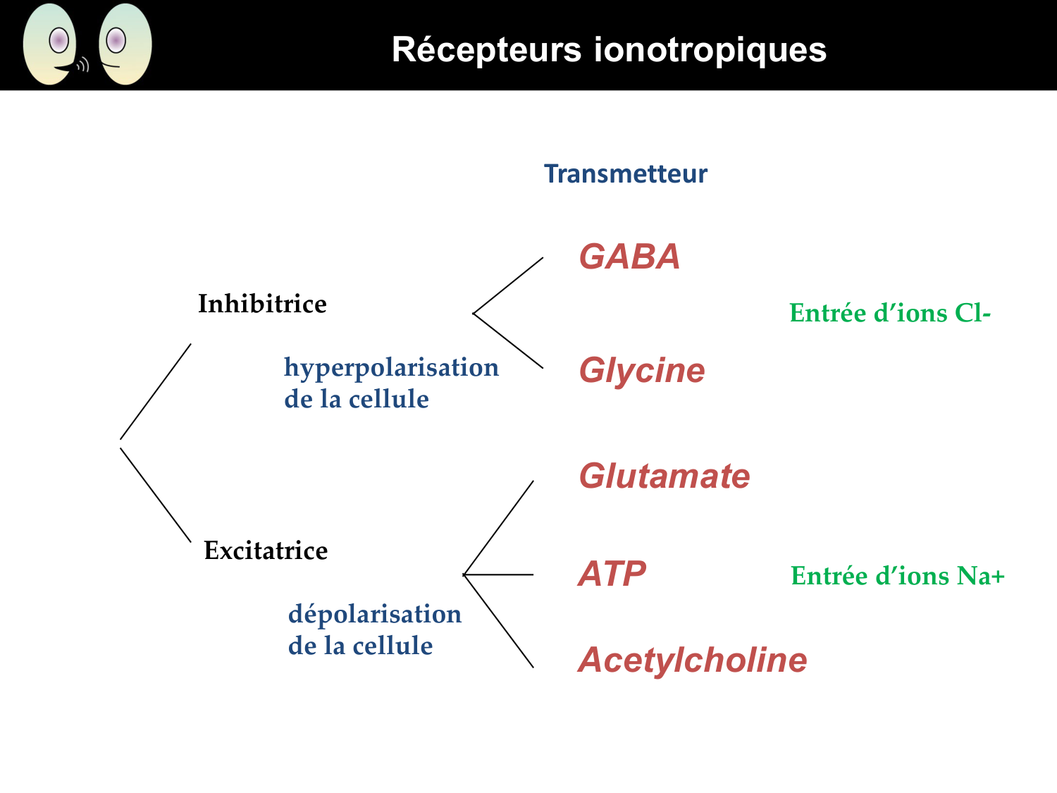 Signalisation cellulaire II page 8