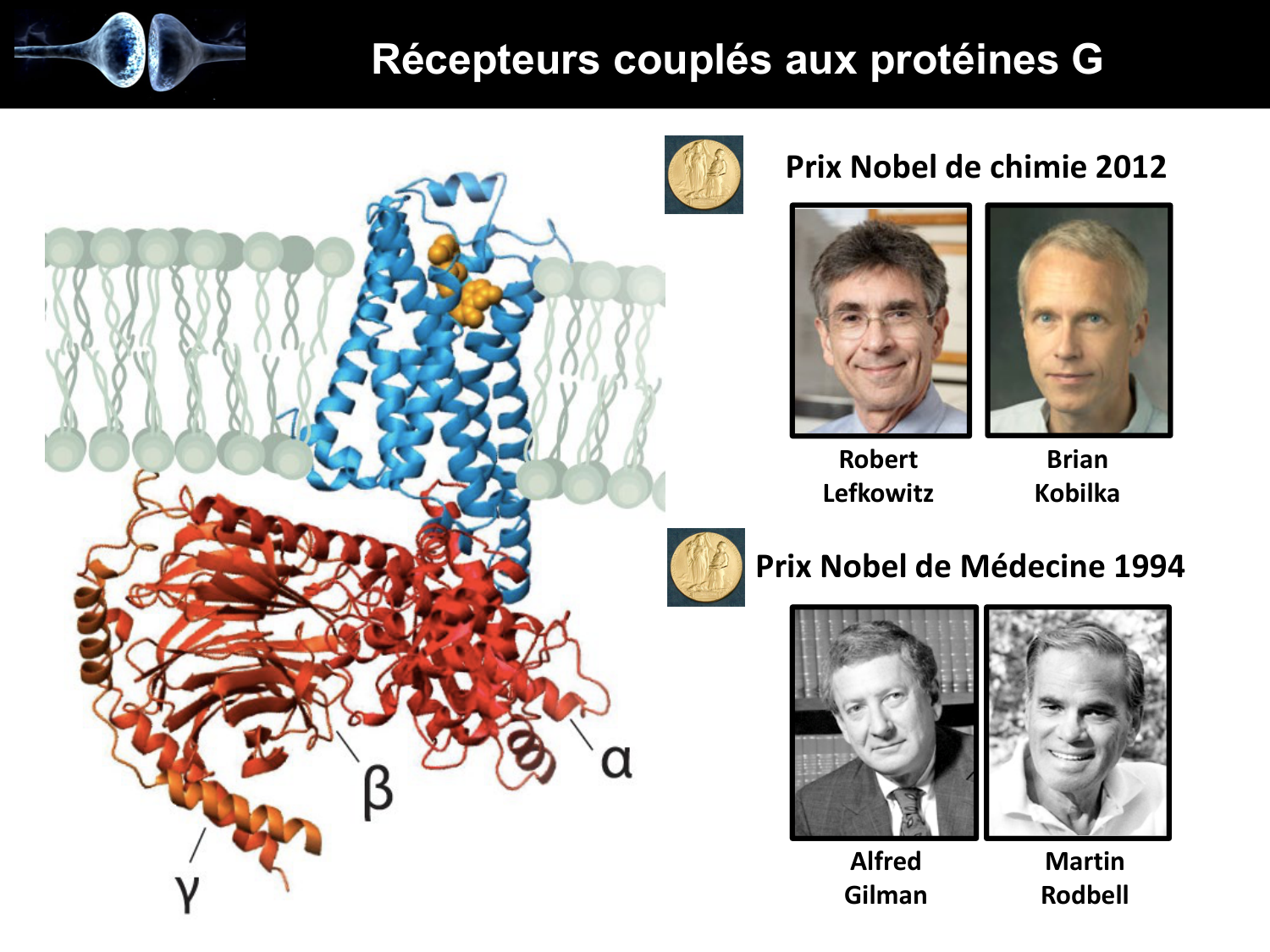 Signalisation cellulaire II page 9