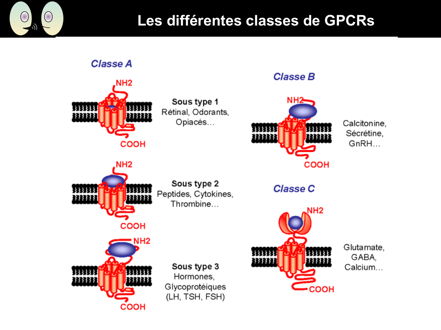 Signalisation cellulaire II page 12