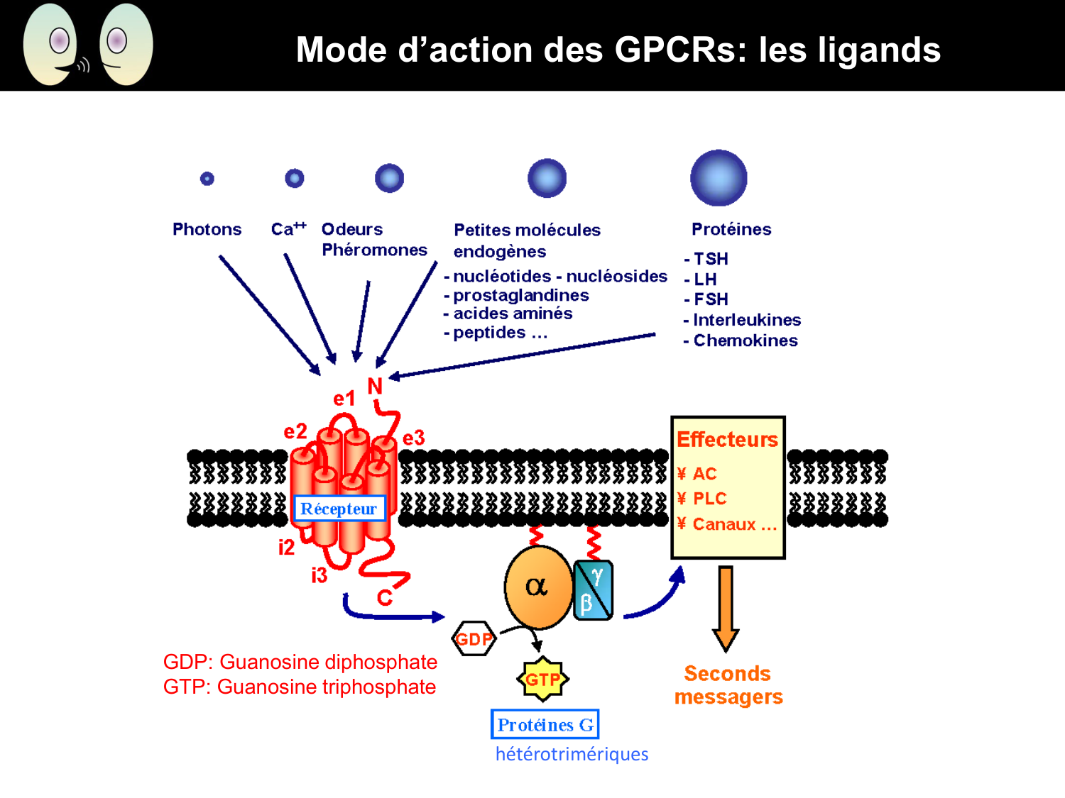 Signalisation cellulaire II page 13