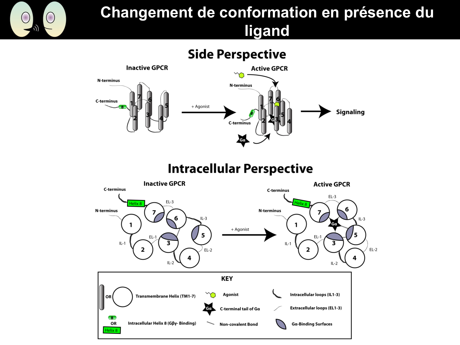 Signalisation cellulaire II page 14