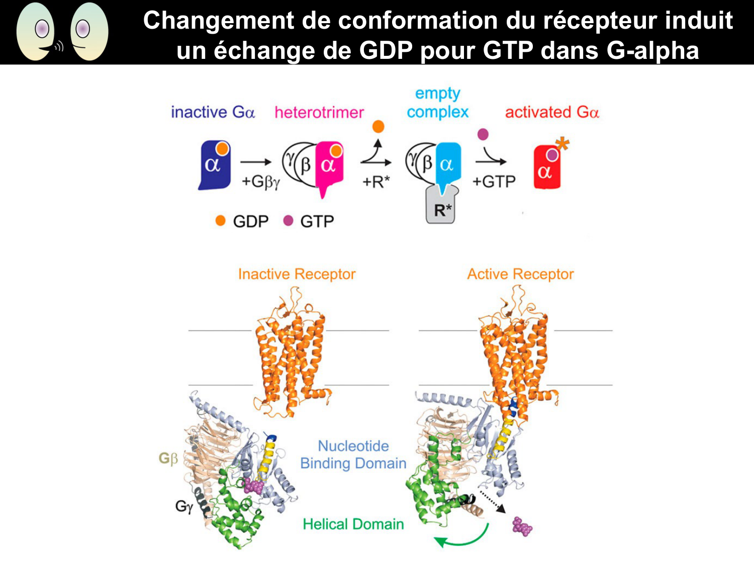 Signalisation cellulaire II page 15