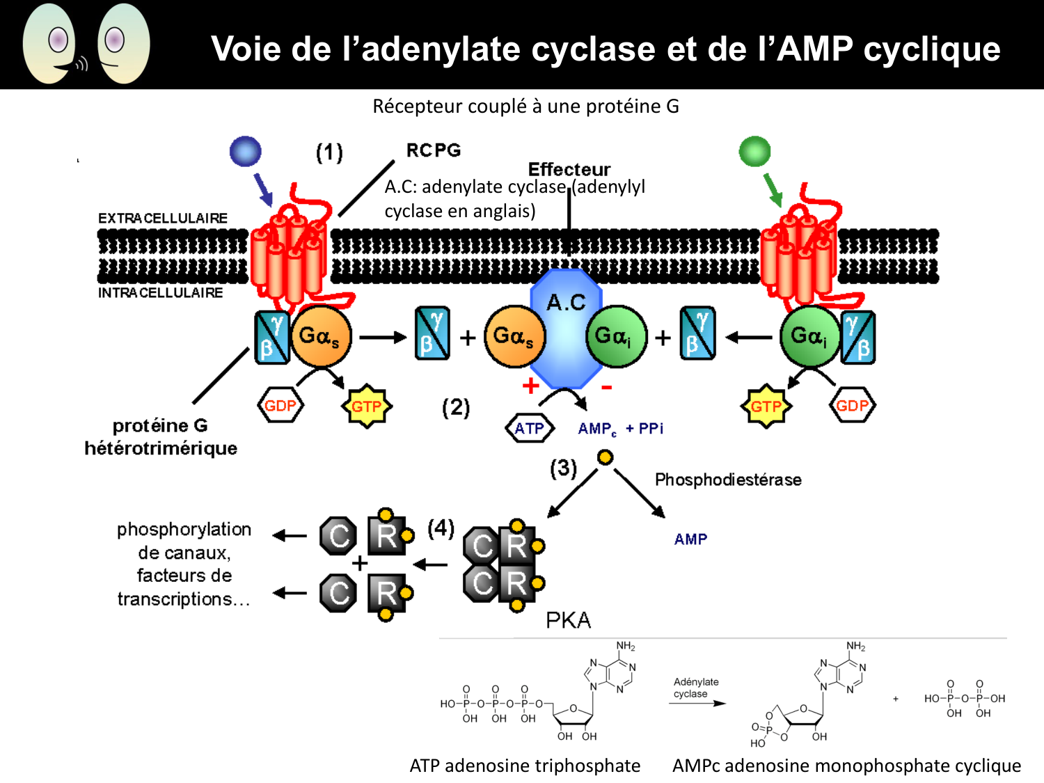 Signalisation cellulaire II page 16