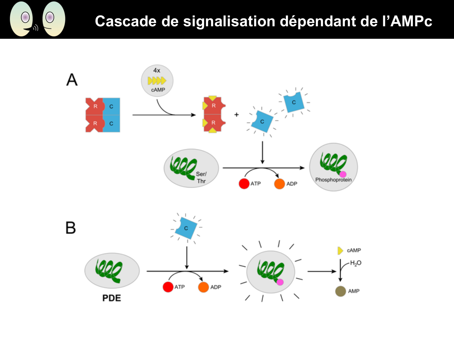 Signalisation cellulaire II page 17